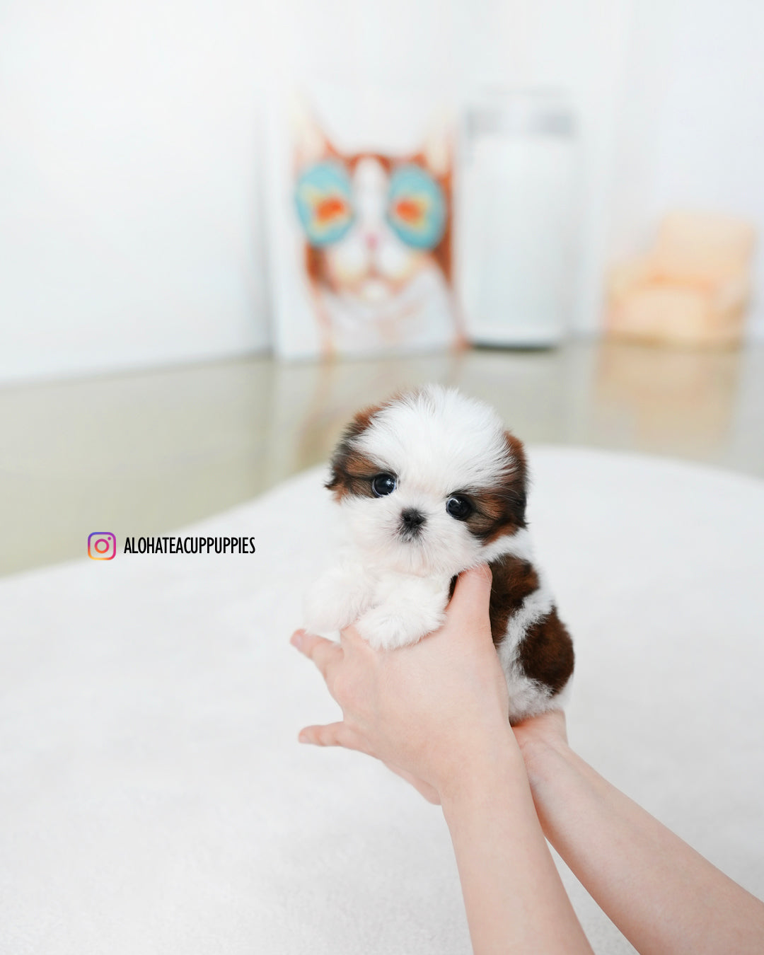 Darling [Mini Shih tzu]