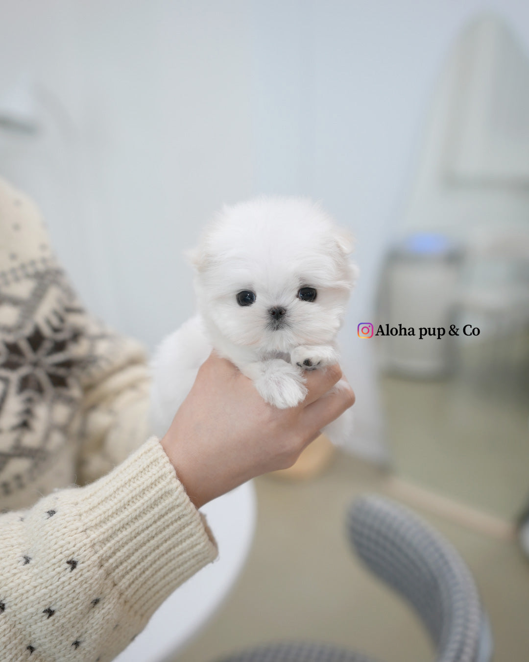 Remi [TEACUP MALTESE]