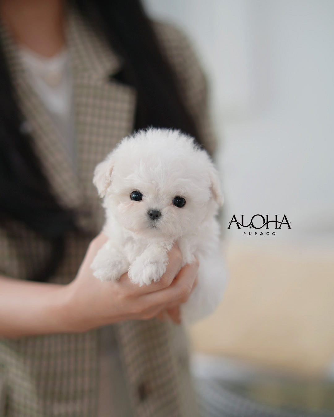 Ami [TEACUP POODLE]