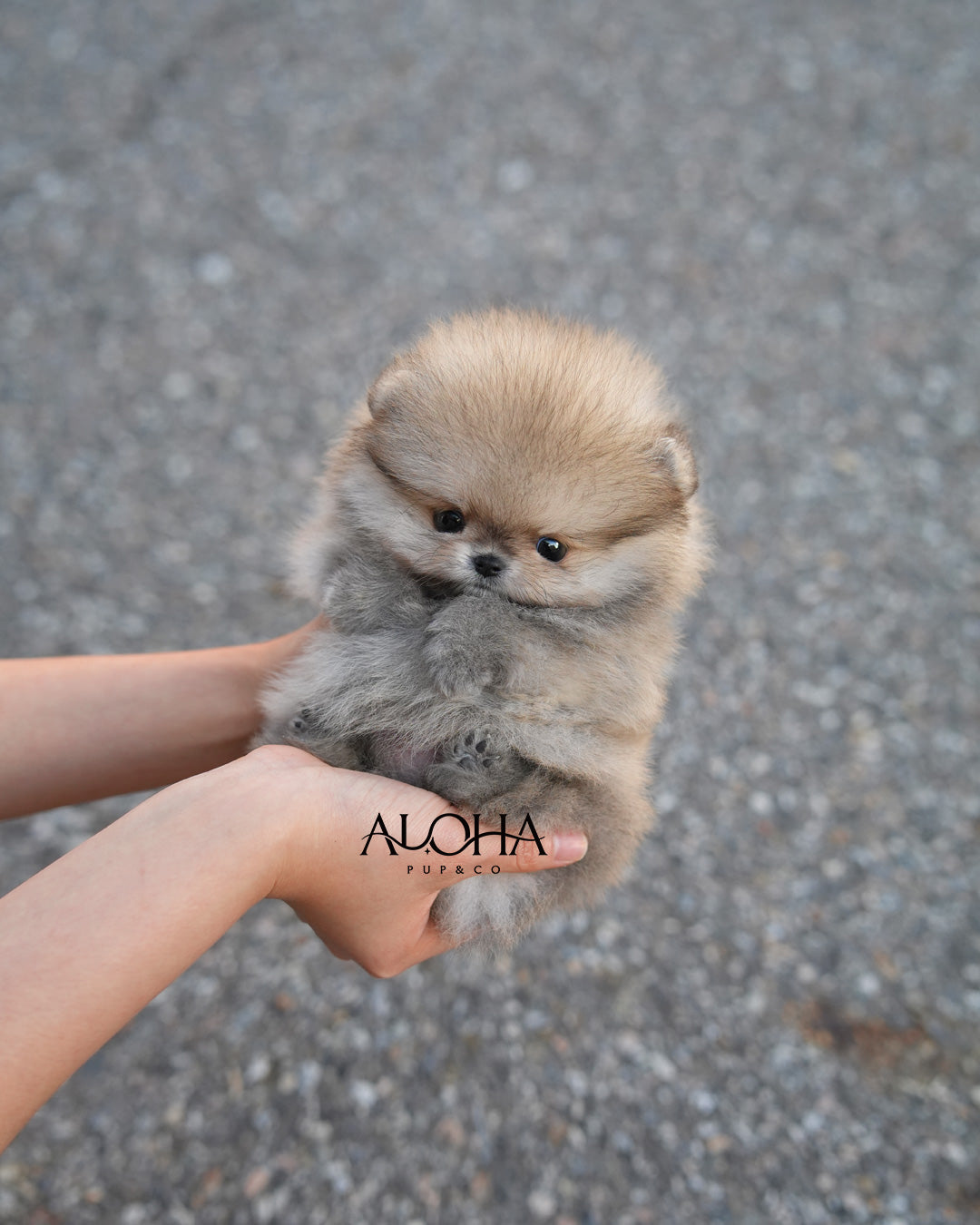 Picky [TEACUP POMERANIAN]