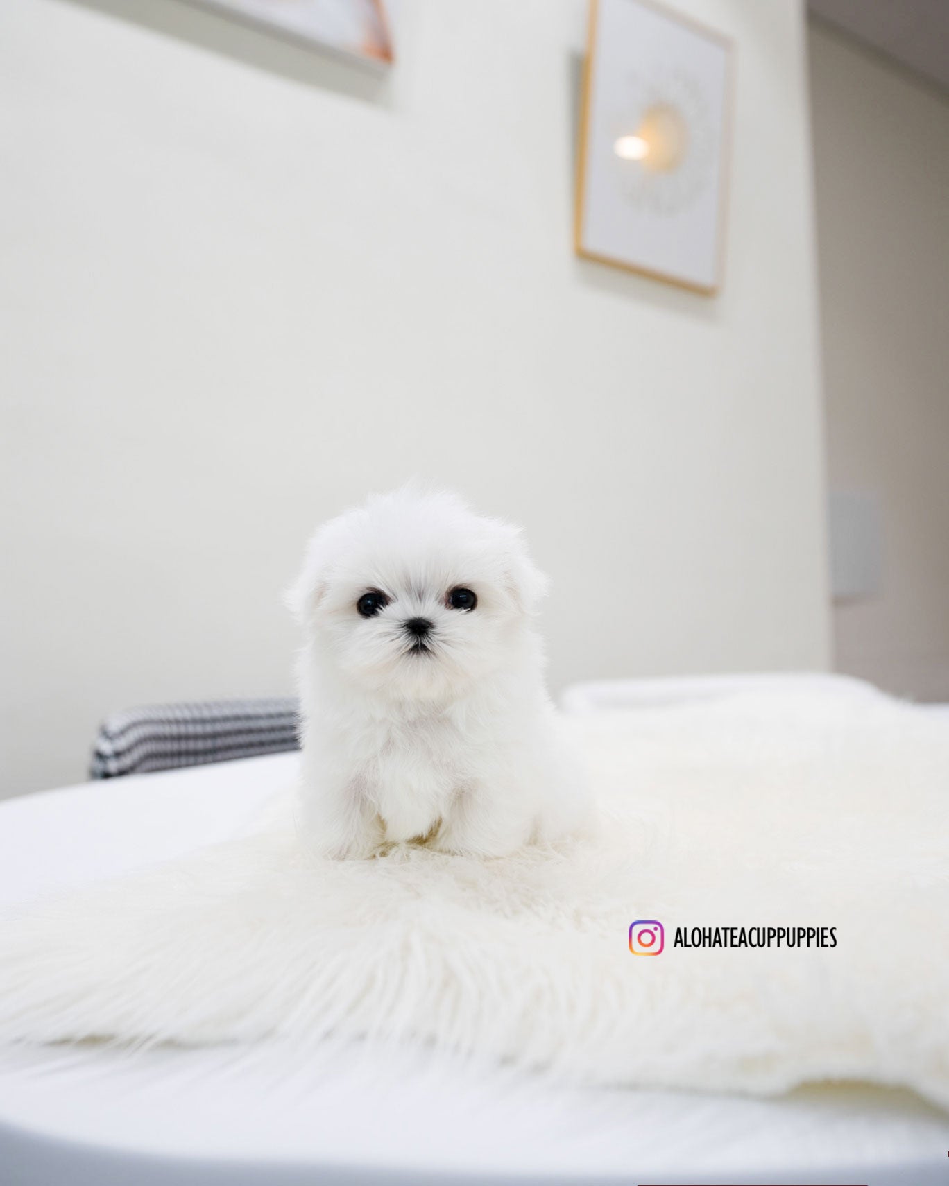 Lucky [TEACUP MALTESE]