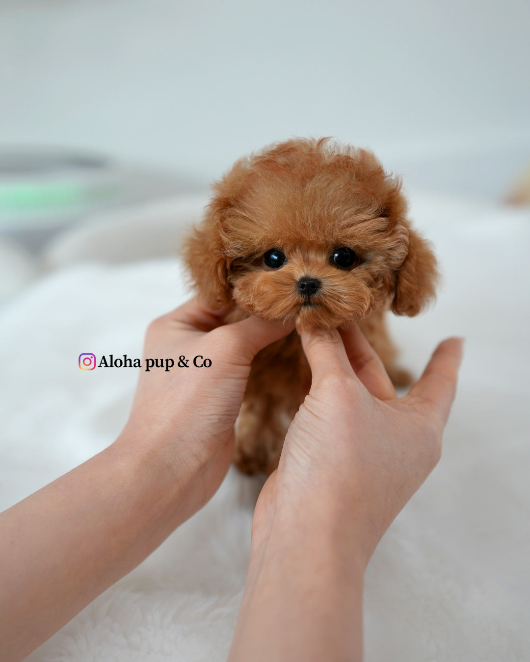 Mabel [TEACUP POODLE]