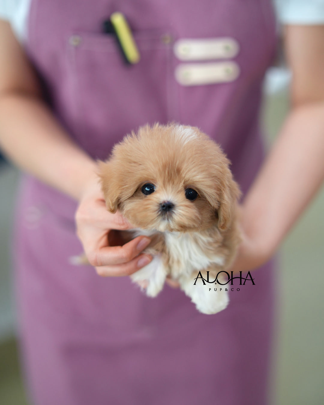 Kiki [TEACUP MALTIPOO]