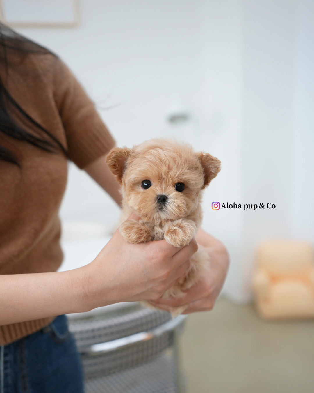 Mochi [TEACUP MALTIPOO]