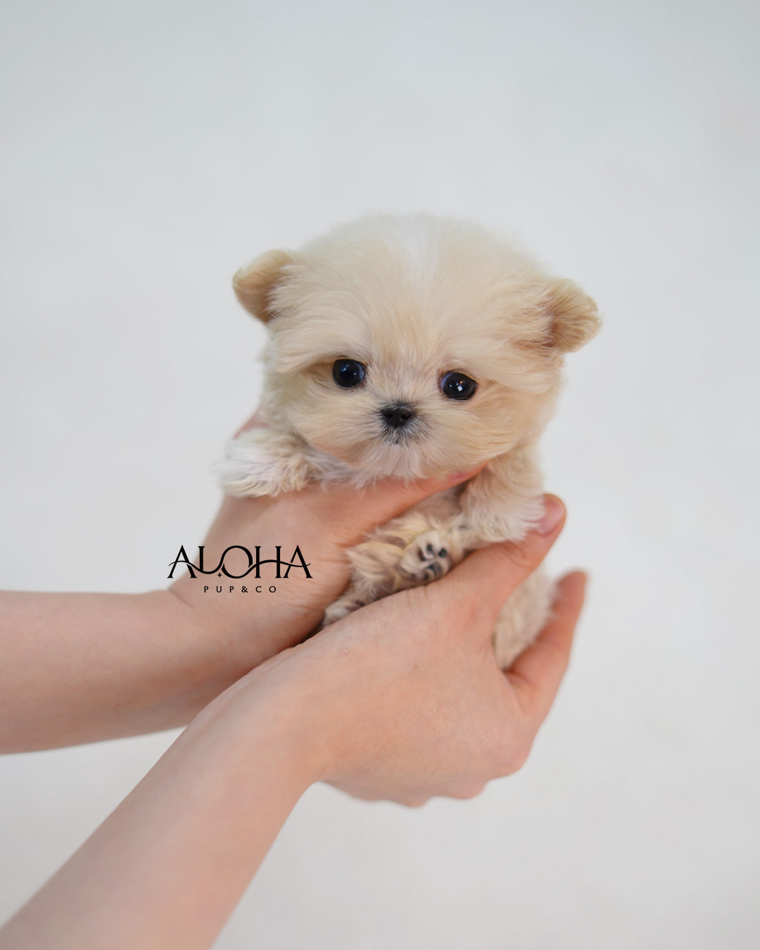 Butter [TEACUP MALTIPOO]