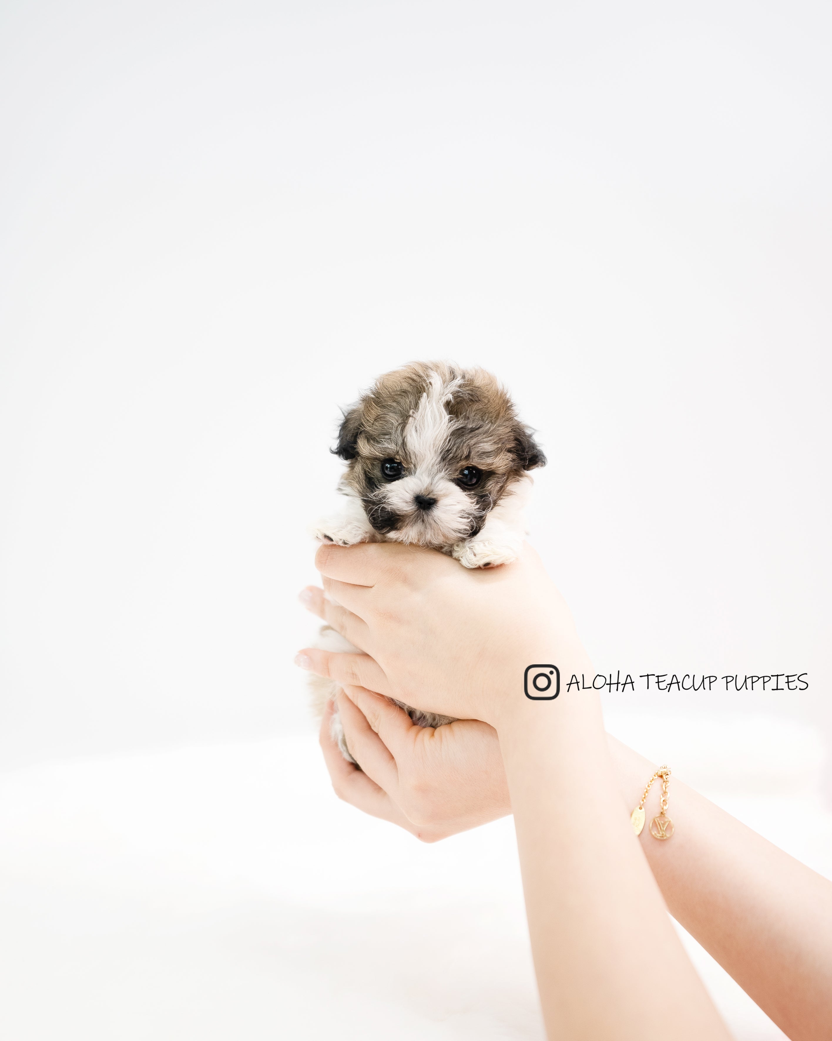 Nico [TEACUP MALTIPOO]