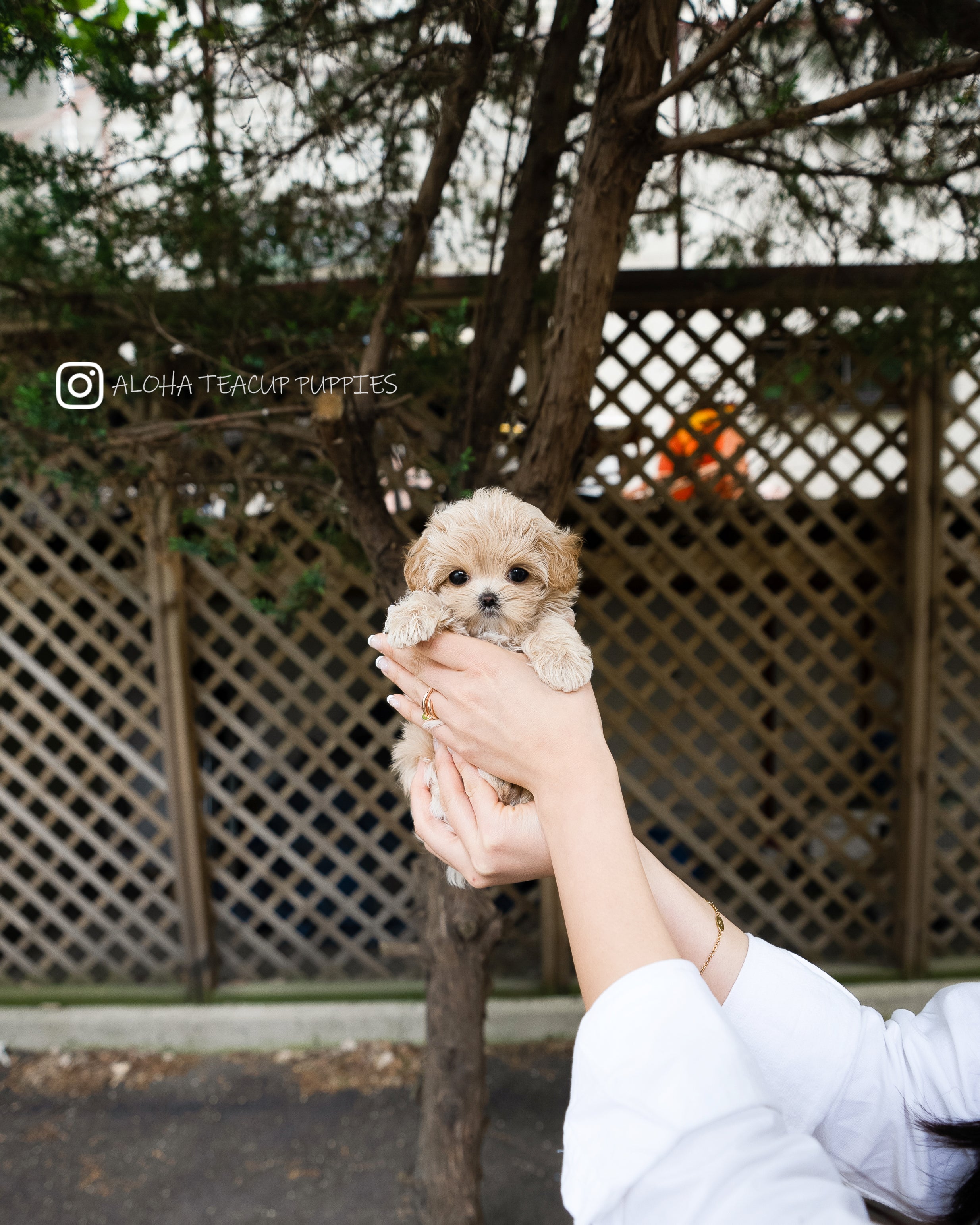 Darcy [TEACUP MALTIPOO]