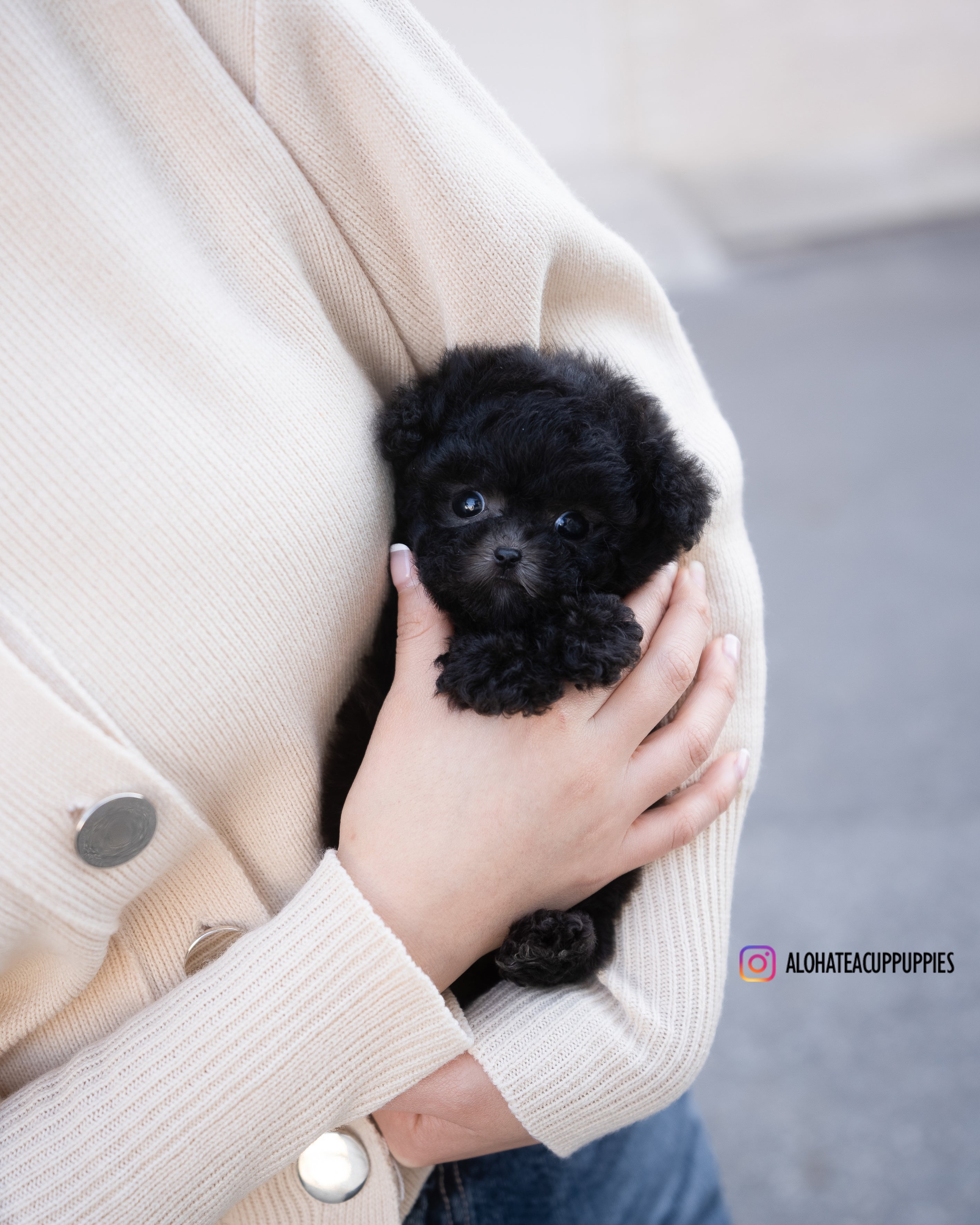 Cha [TEACUP POODLE]