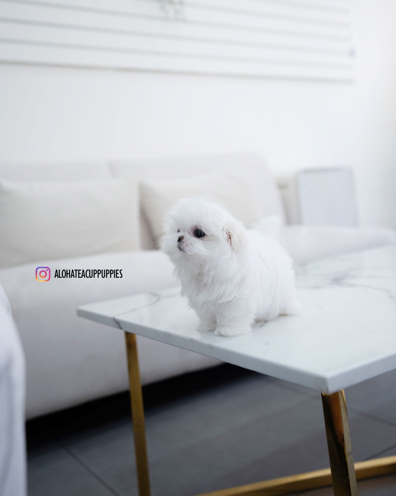 Helen [TEACUP MALTESE]