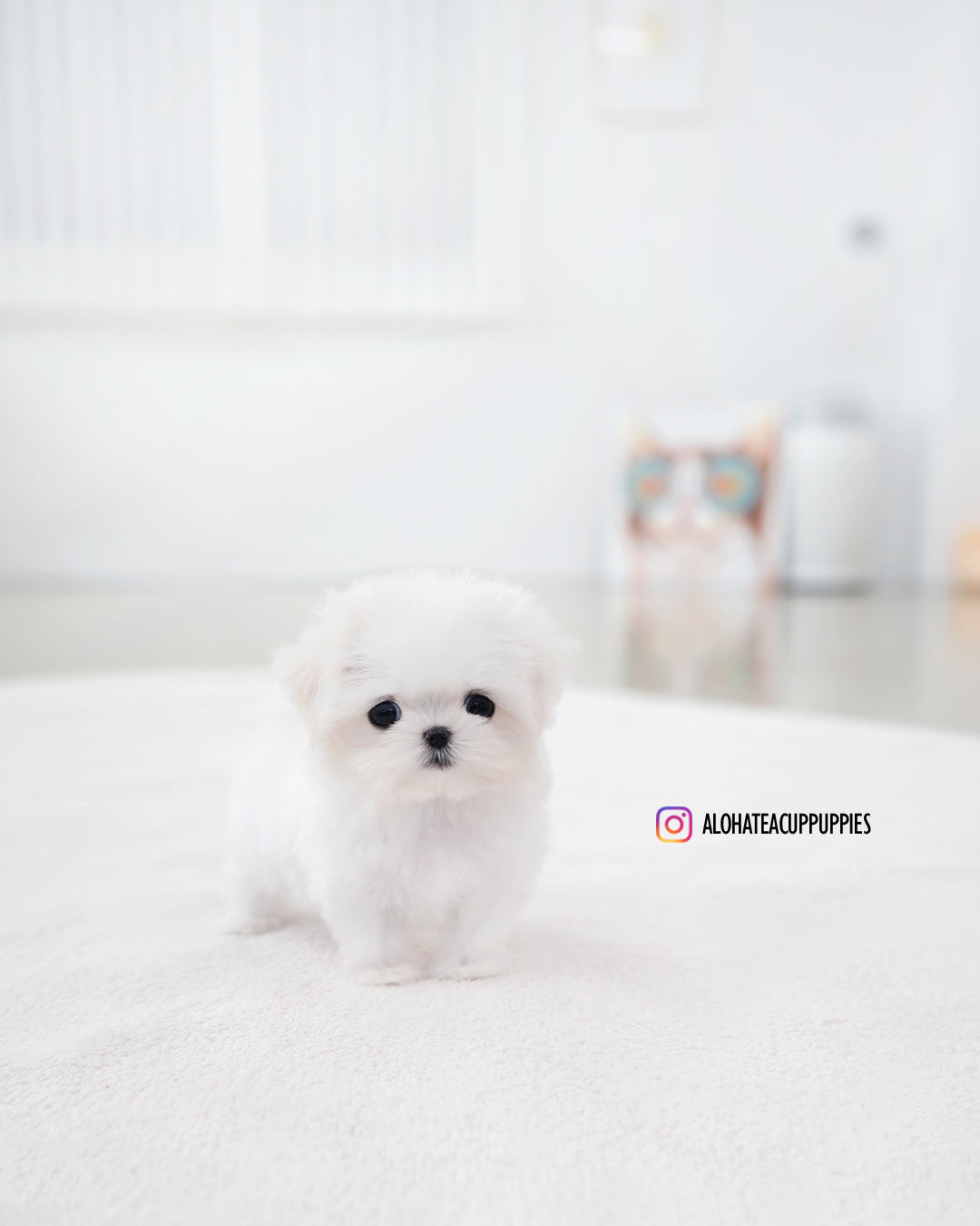 Sunny [TEACUP MALTESE]