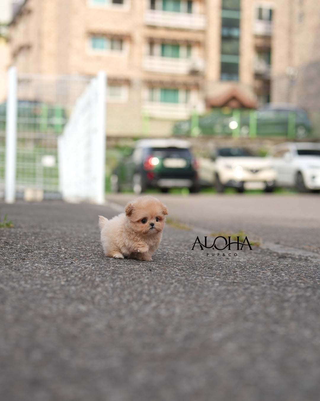 Peach [TEACUP MALTIPOO]