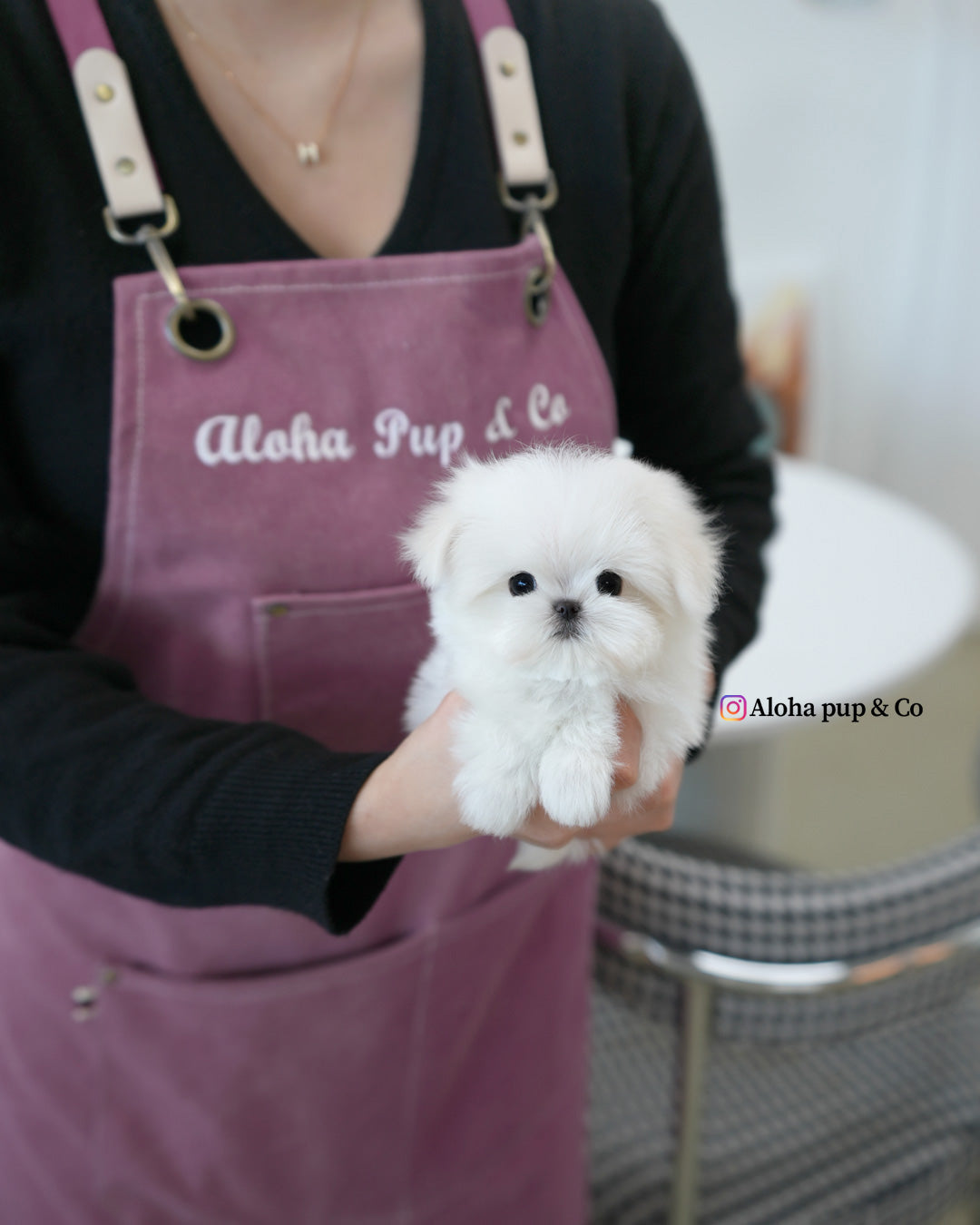 Reese [TEACUP MALTESE]