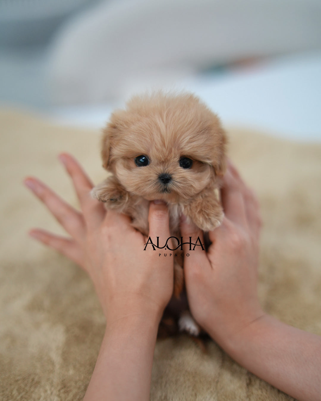 Mona [TEACUP MALTIPOO]
