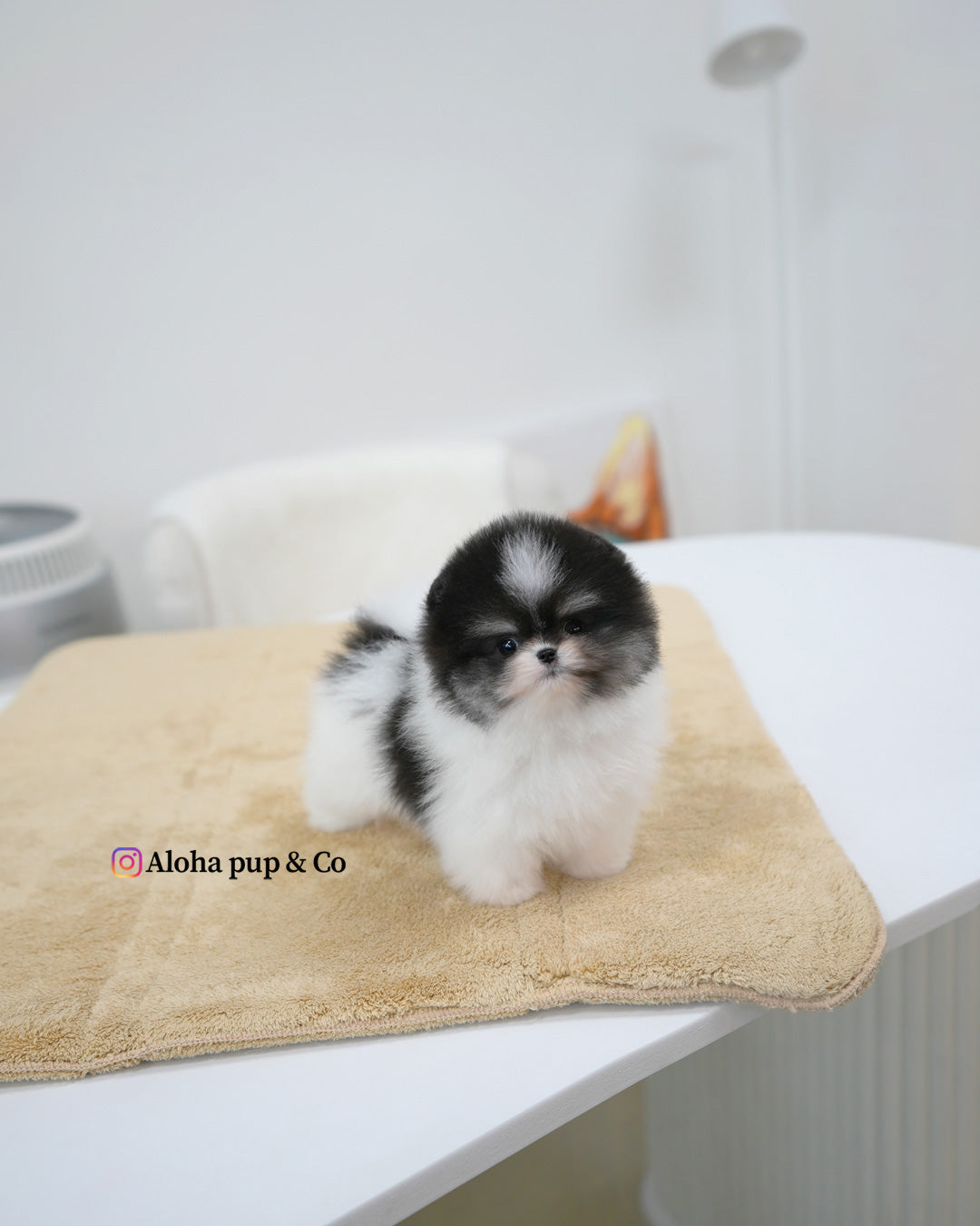 Oreo [POMERANIA TAZA DE TÉ]