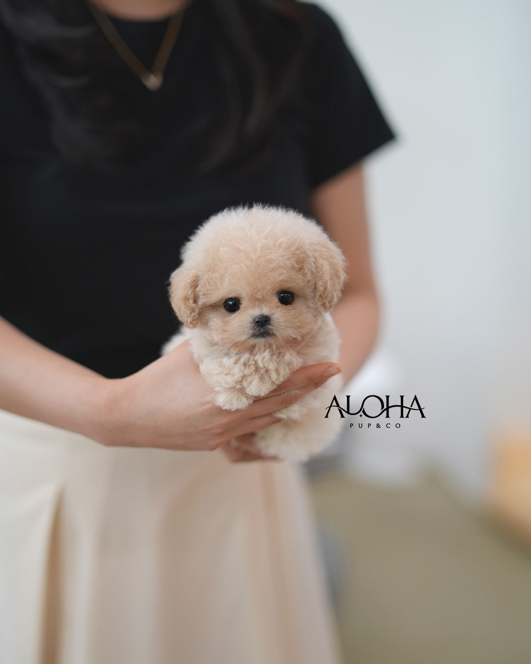 Sara [TEACUP MALTIPOO]