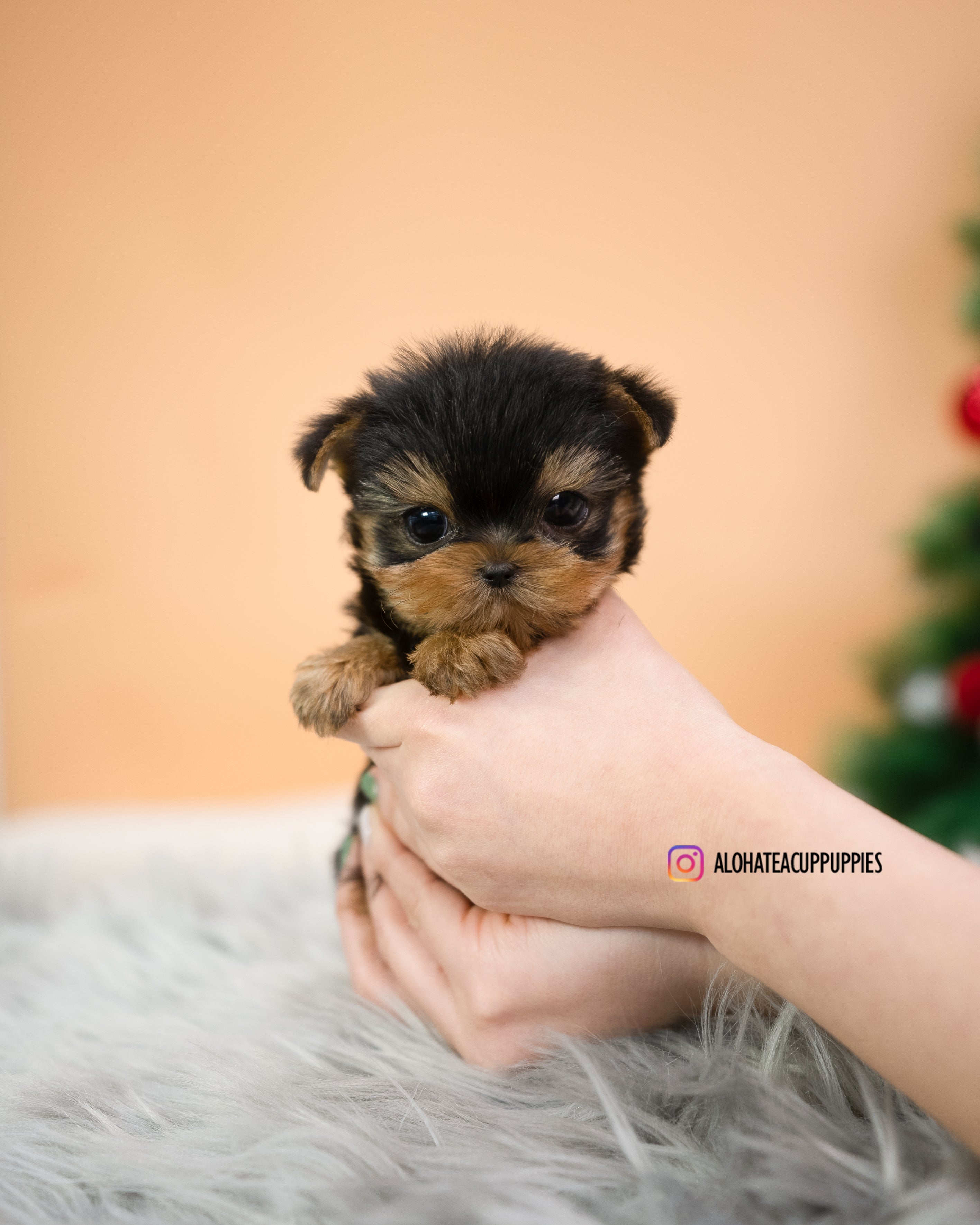 Mateo [TEACUP YORKIE]