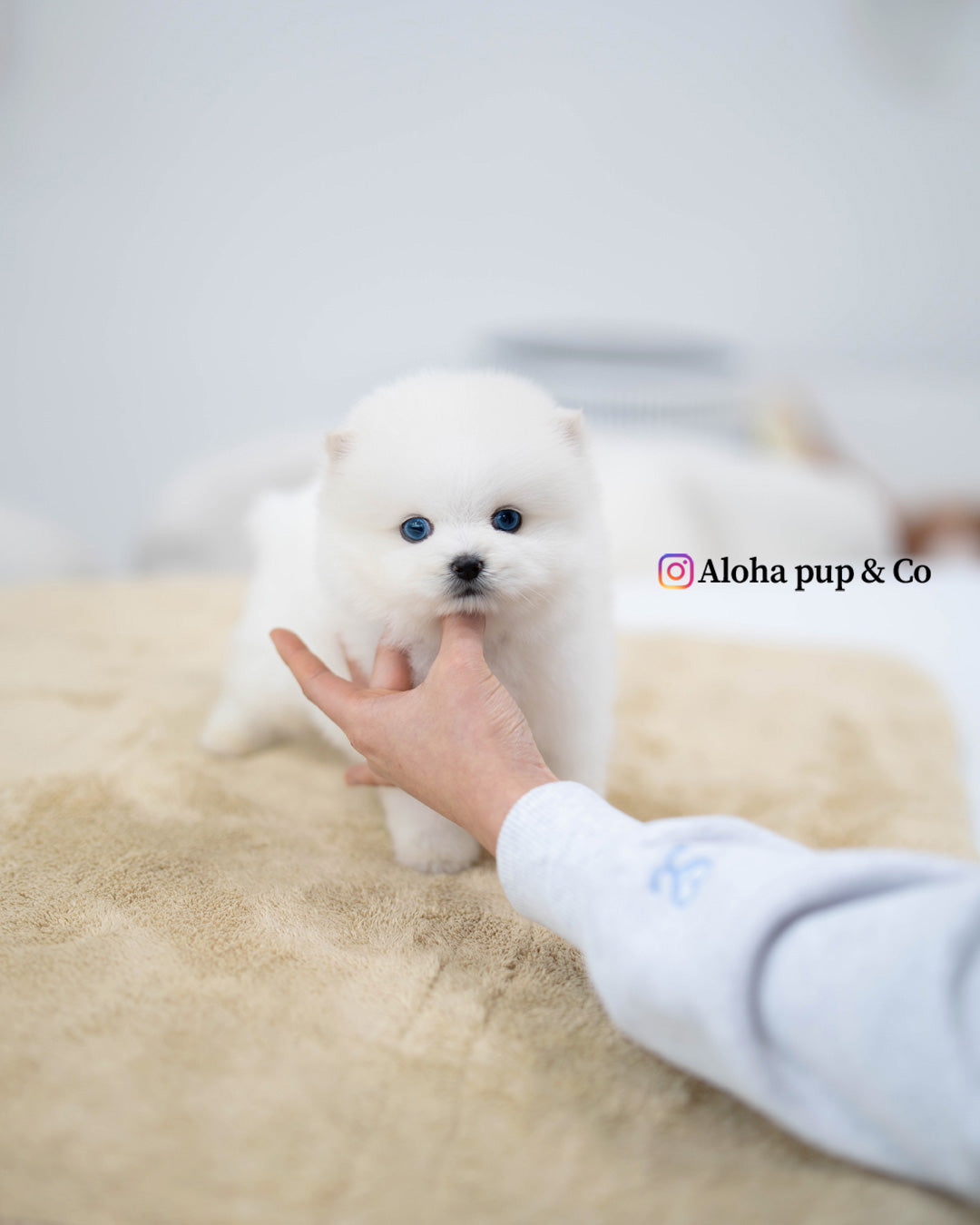 Goyard [Mini POMSKY]