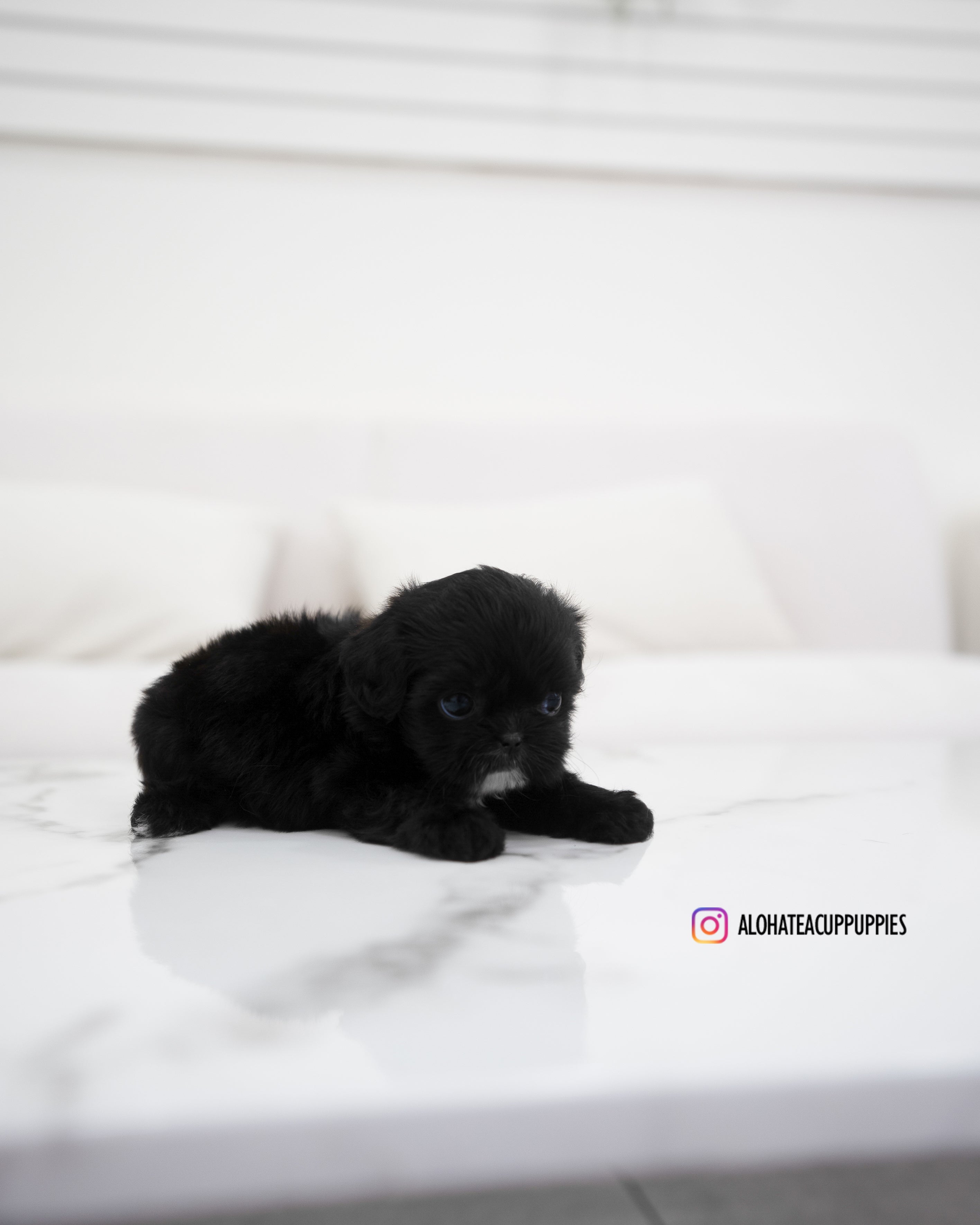 Haribo [TEACUP MALTIPOO]