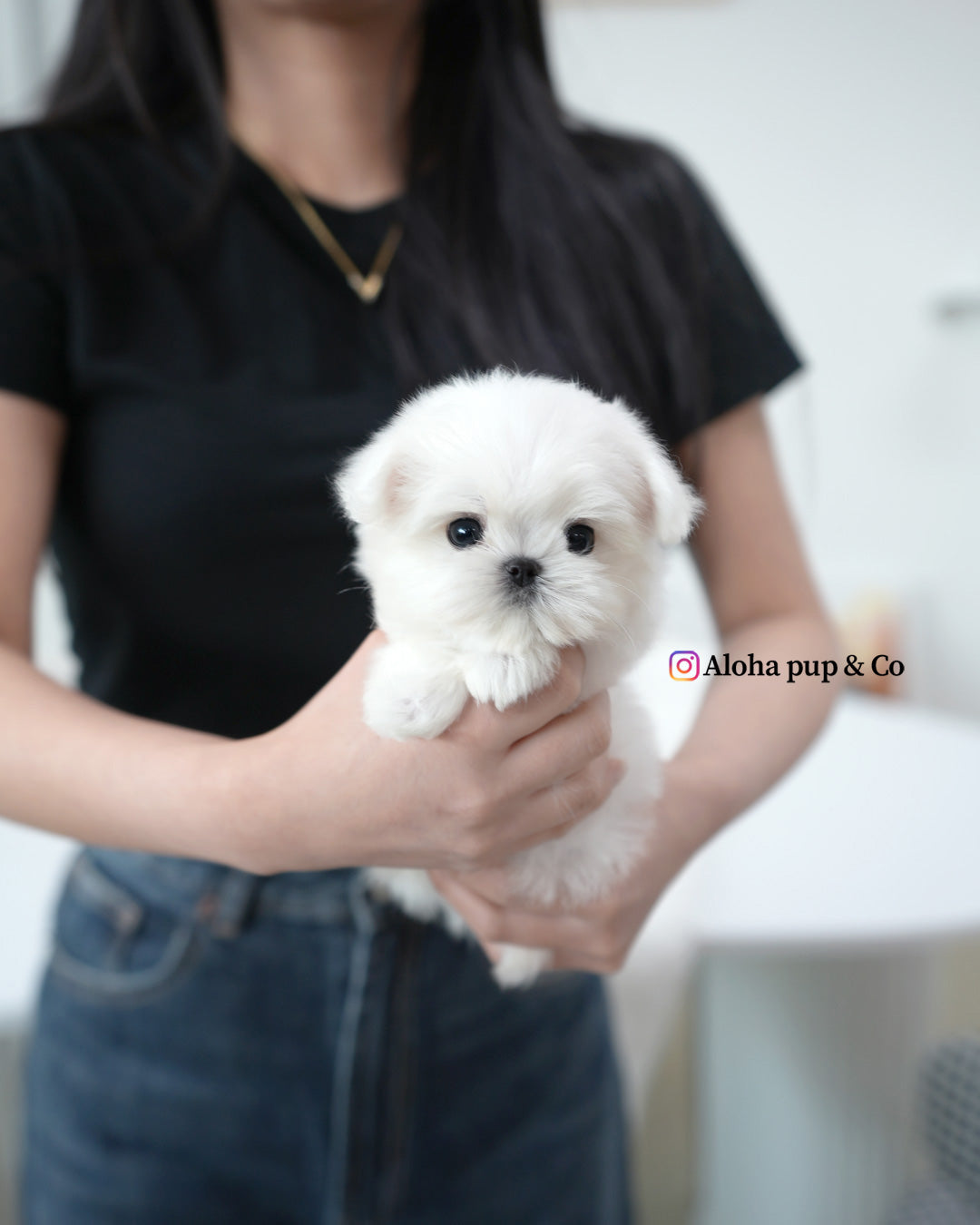 Lumi [TEACUP MALTESE]