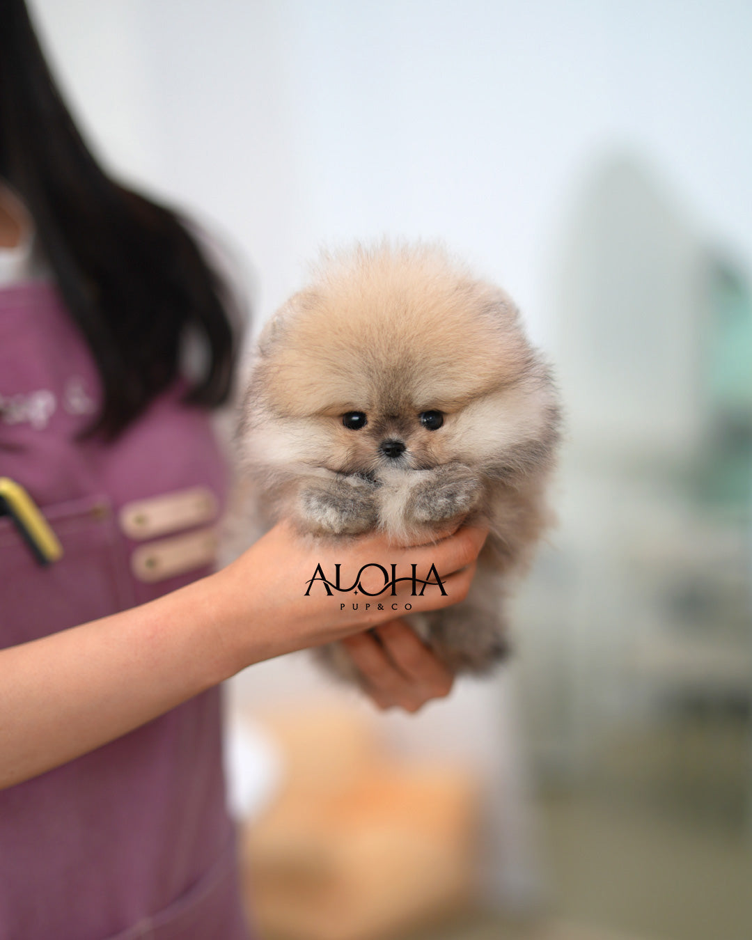 Gaby [TEACUP POMERANIAN]