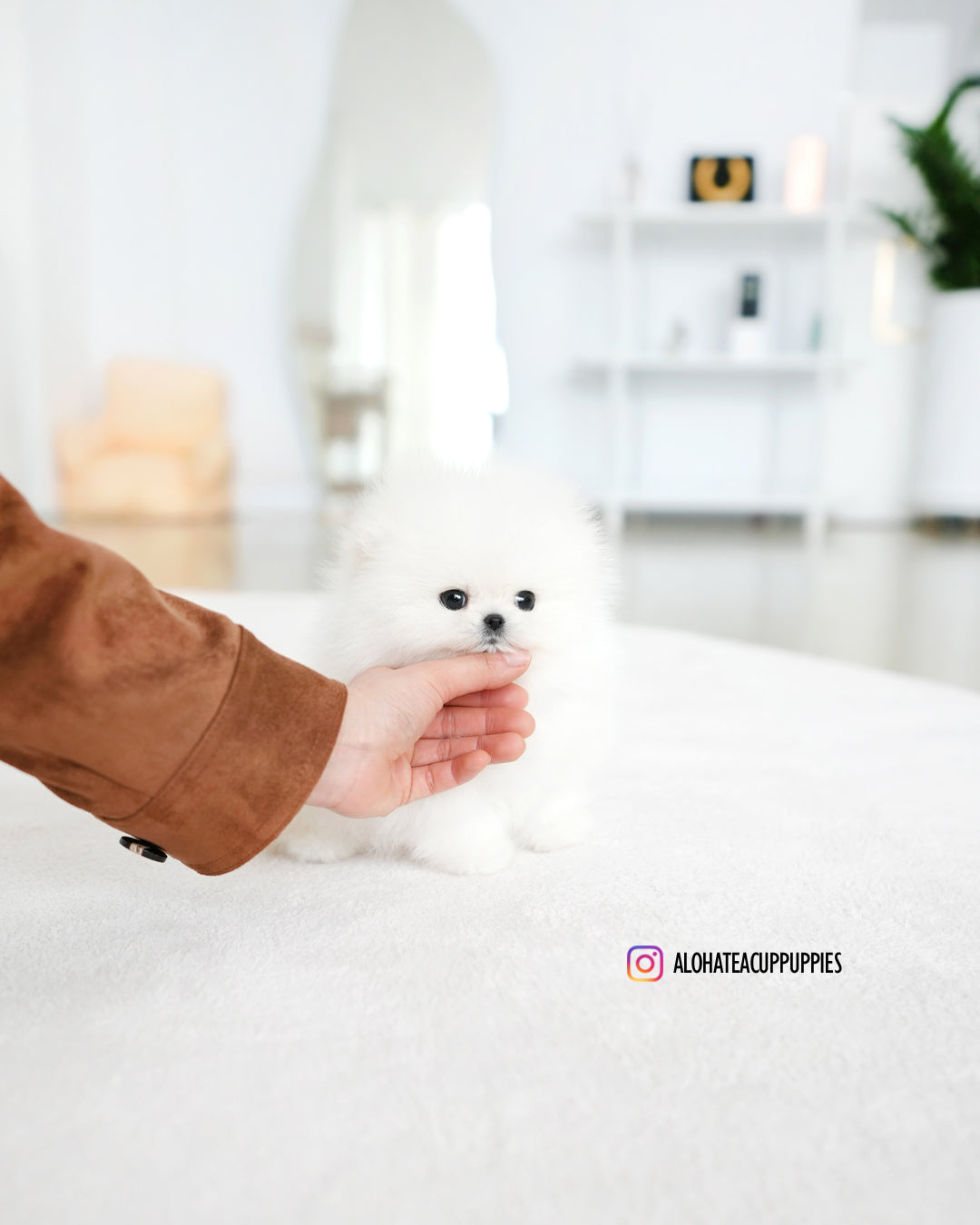 棉花糖 [茶杯博美犬]