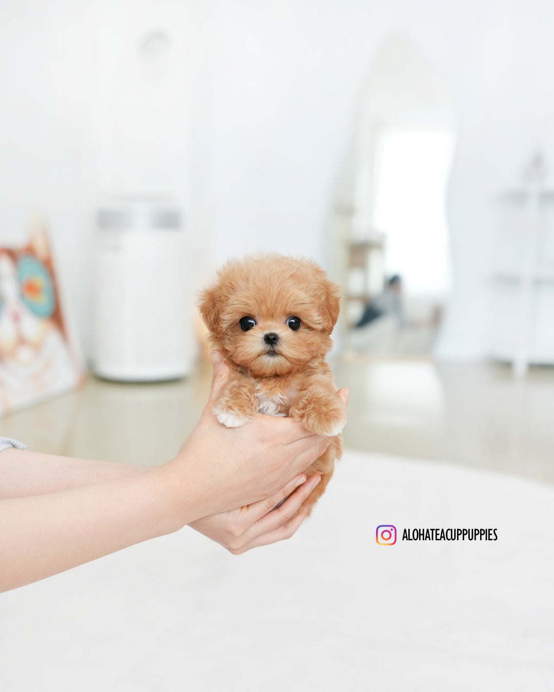 Cruz [TEACUP MALTIPOO]