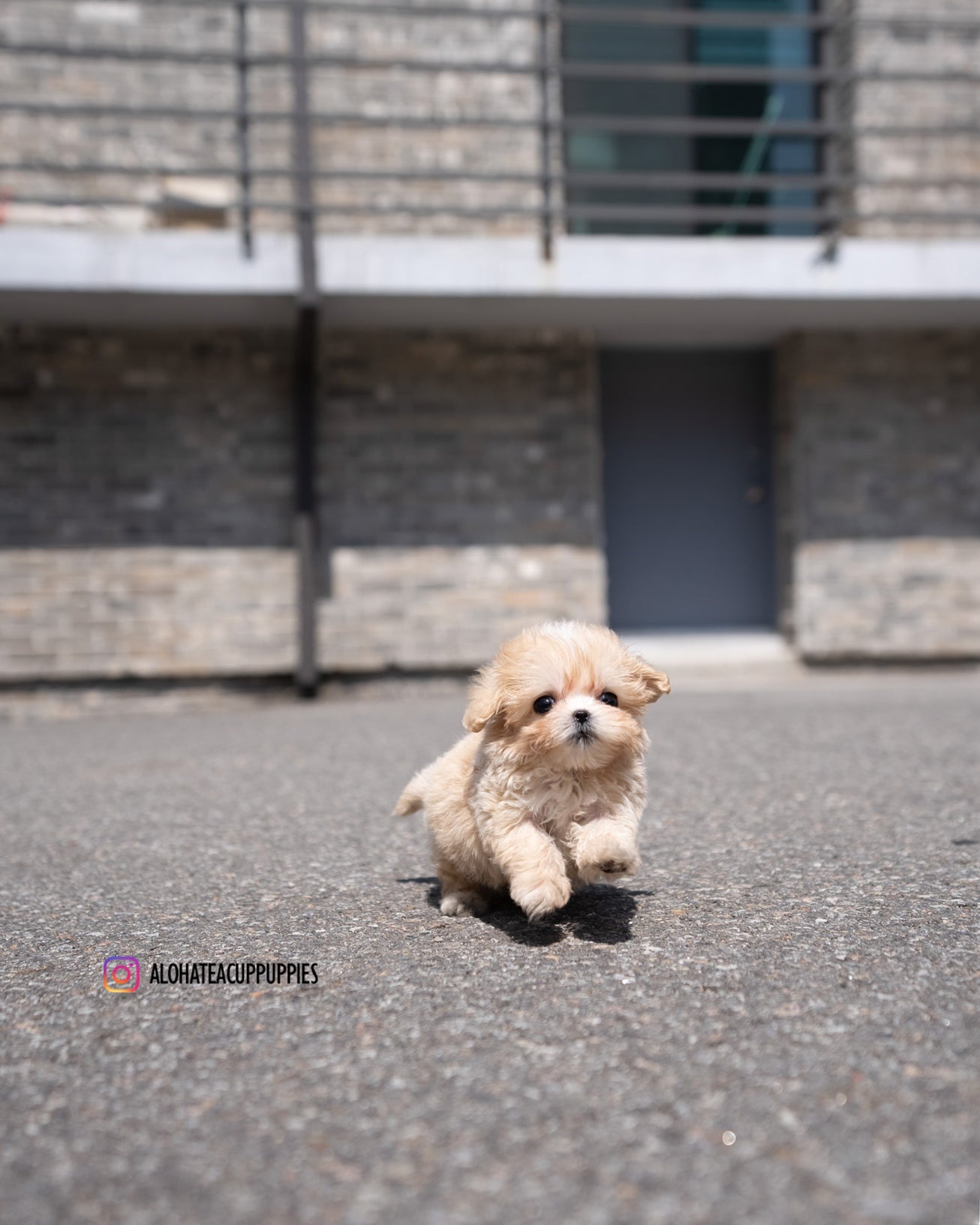 Lennon [TEACUP MALTIPOO]