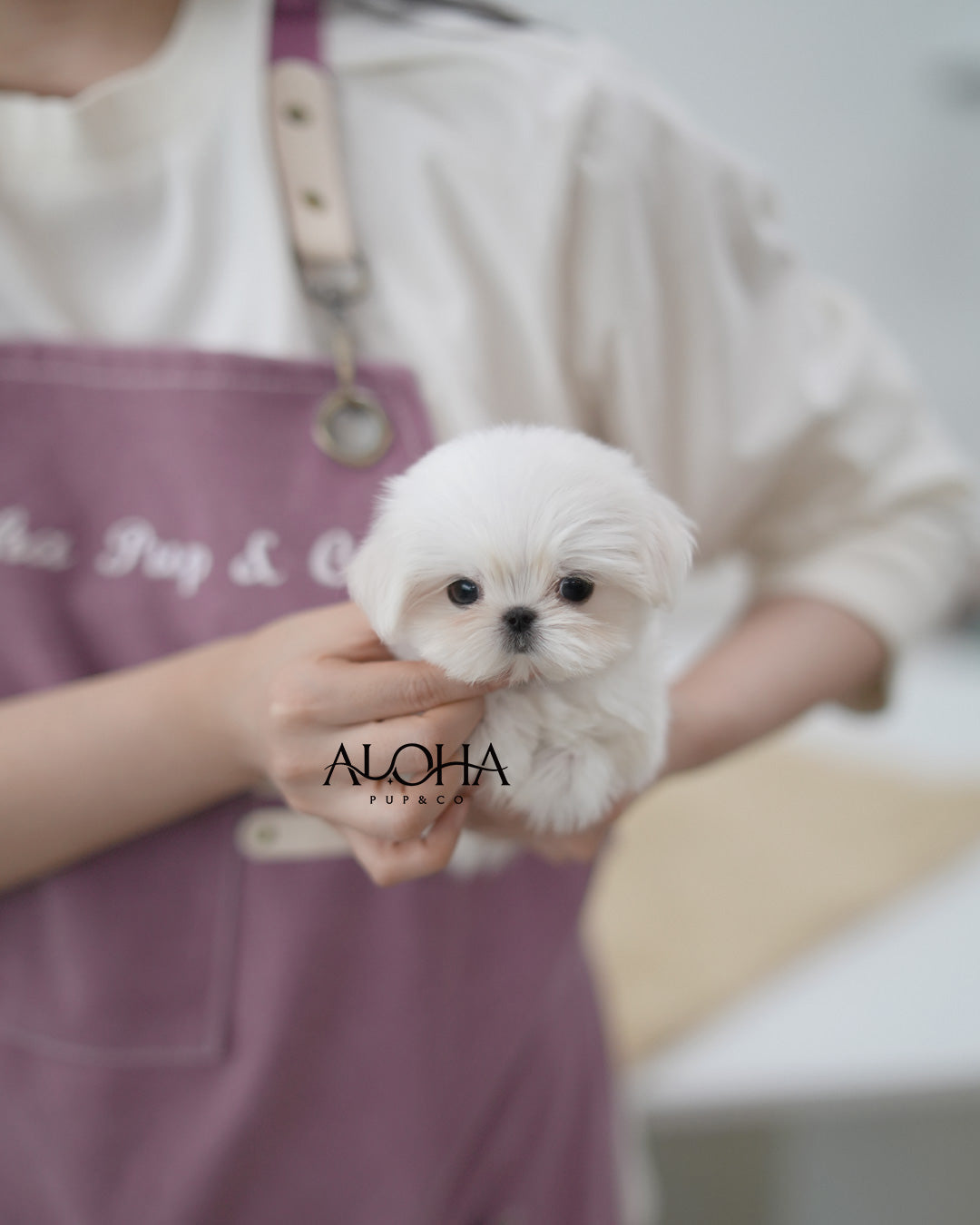 Boby [TEACUP Maltese]