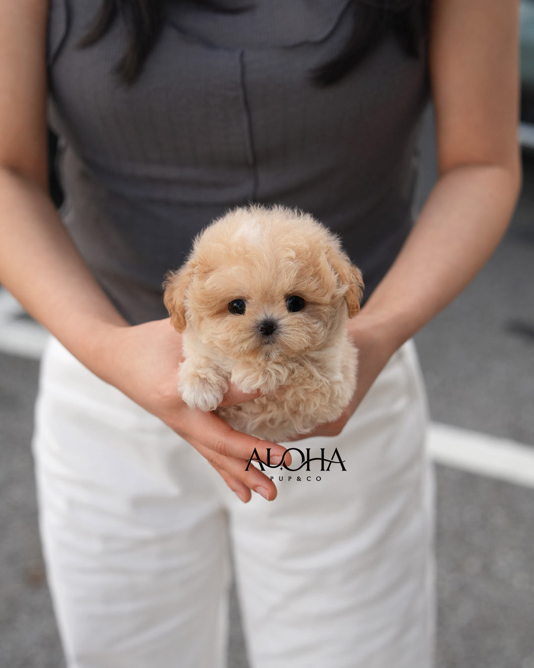 Brick [TEACUP MALTIPOO]