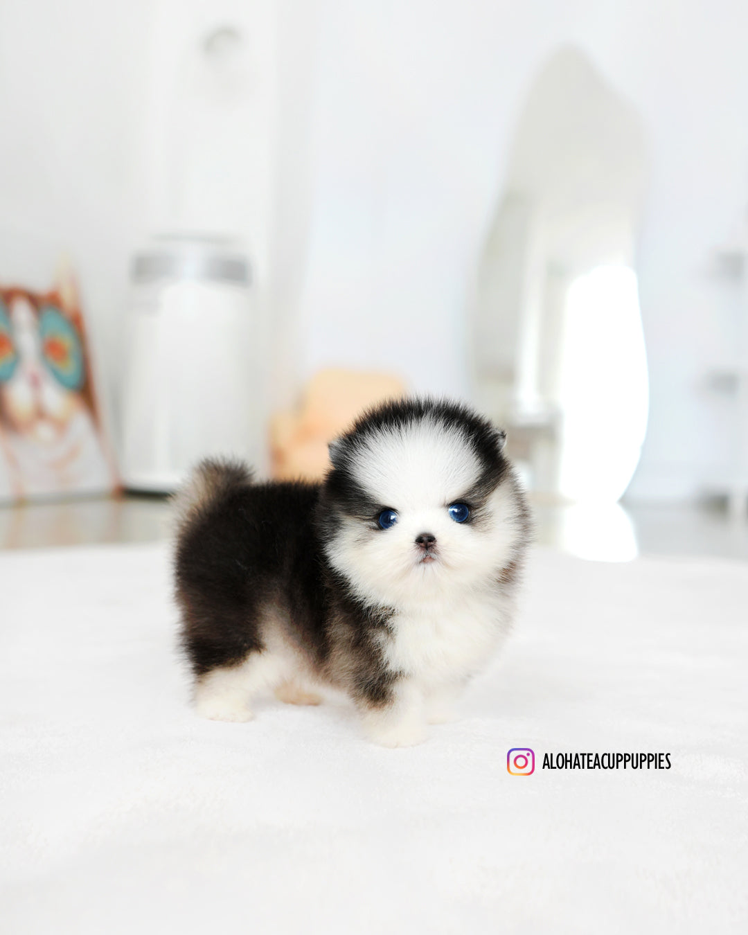 Chopa [Mini Pomsky]