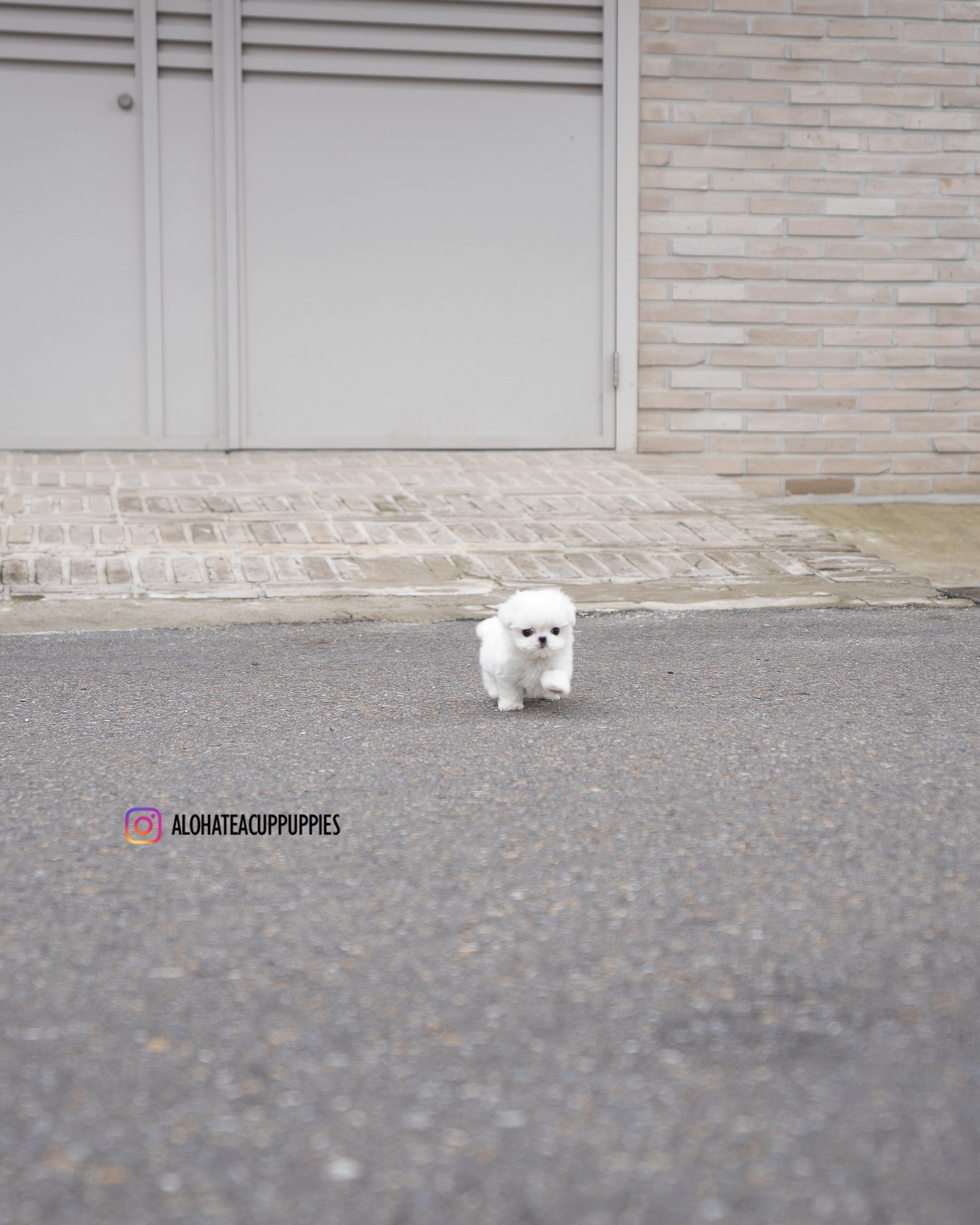 Tayo [TEACUP MALTESE]