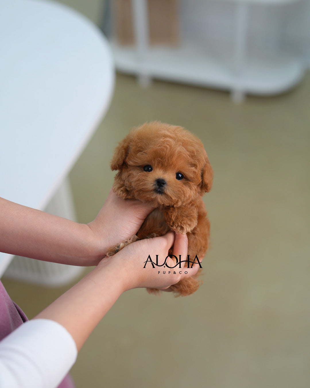 Juno [TEACUP POODLE]