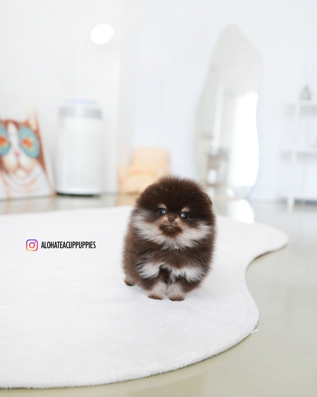 吉吉 [茶杯博美犬]