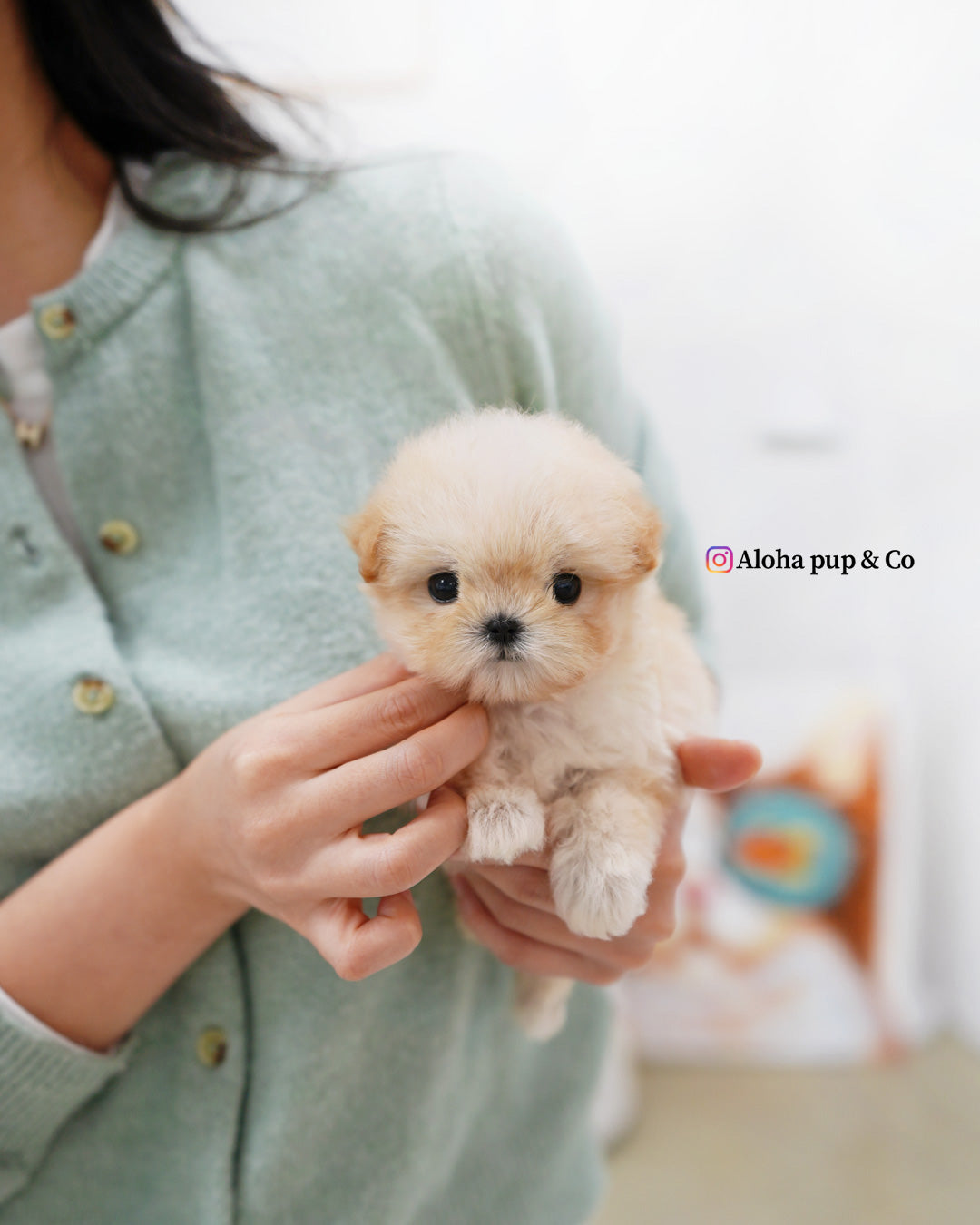 Bunny [TEACUP MALTIPOO]