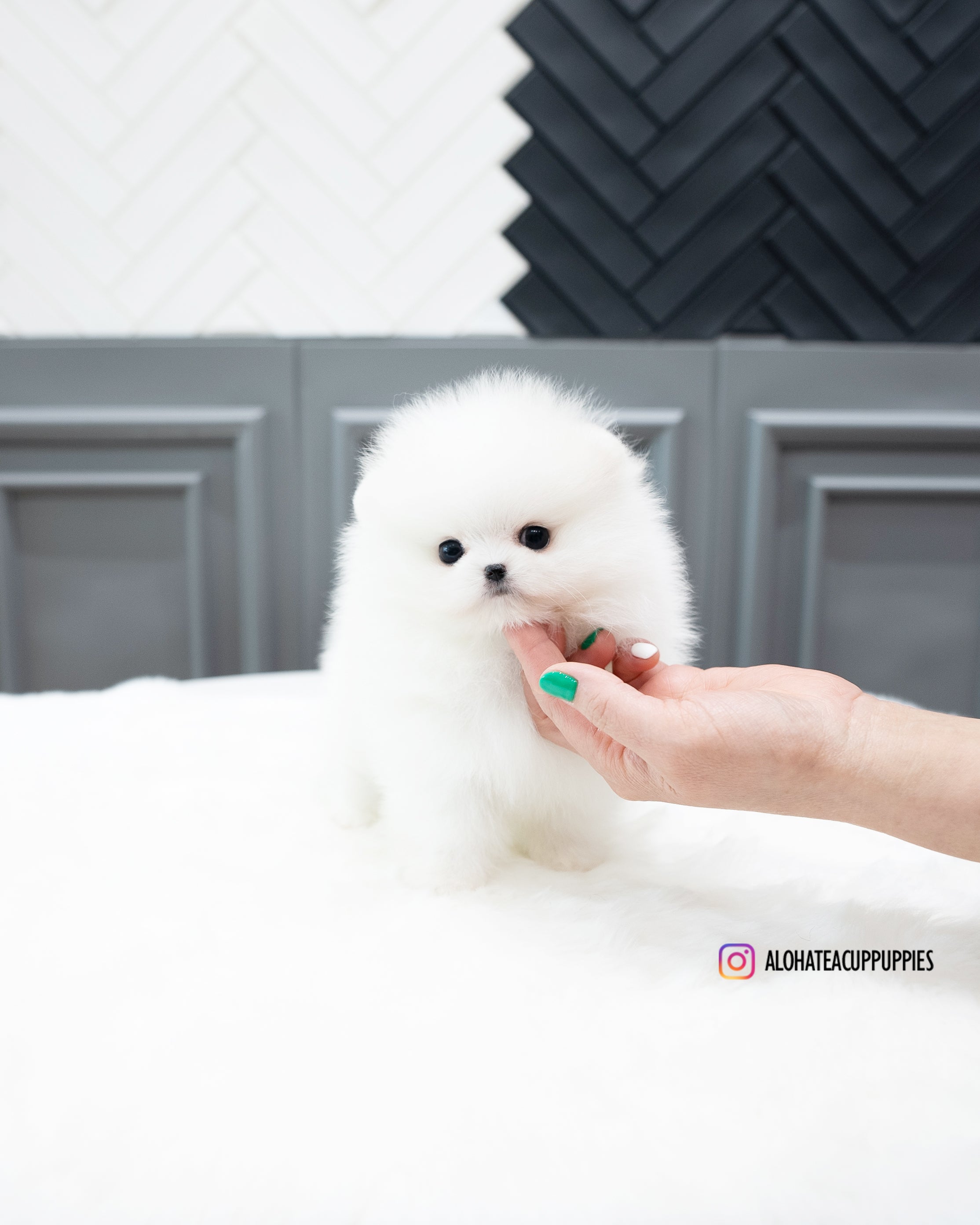 Rocco [POMERANIA TAZA DE TÉ]