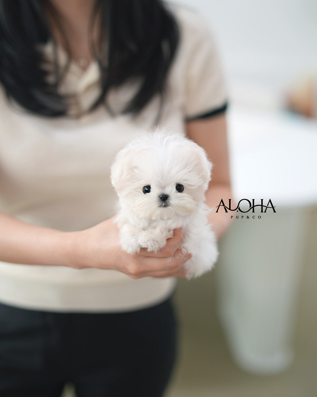 Gino [TEACUP Maltese]
