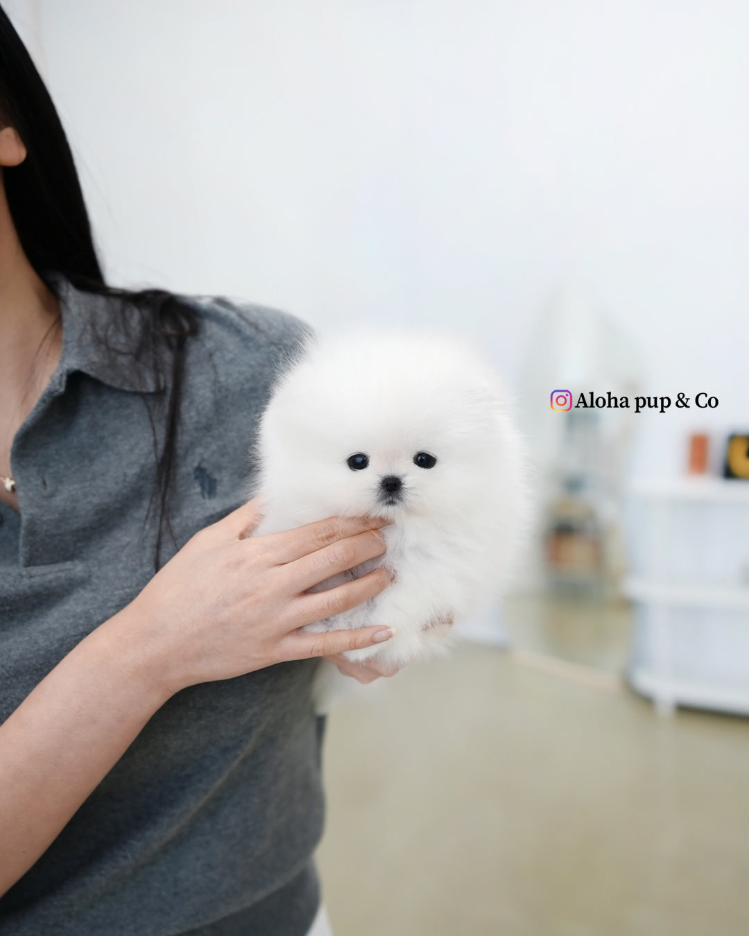Buster [POMERANIA TAZA DE TÉ]