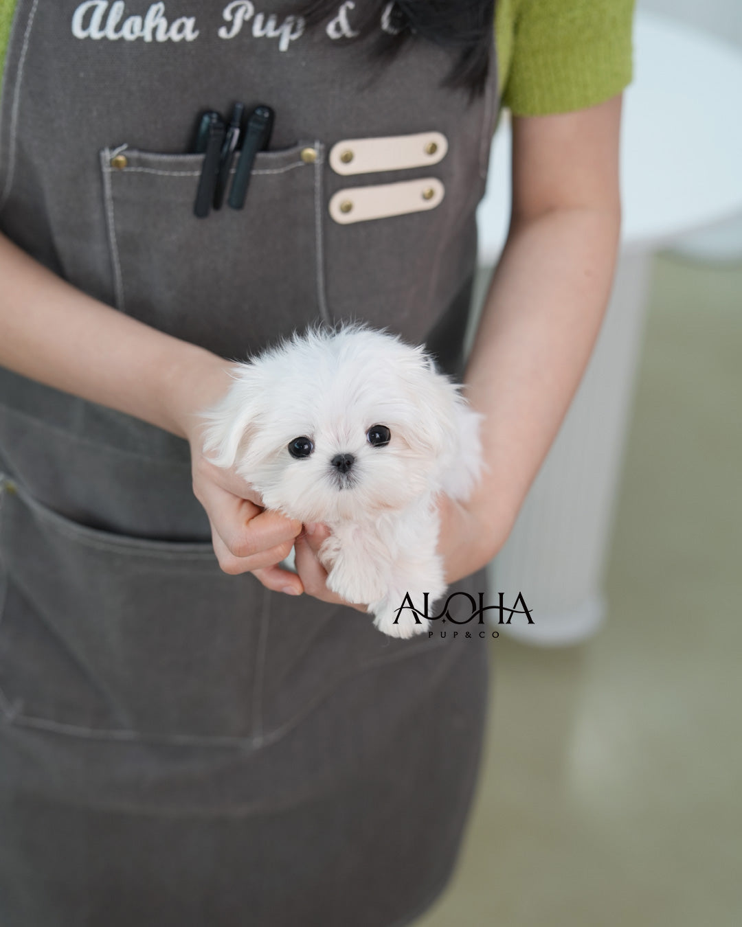 Dove [TEACUP Maltese]