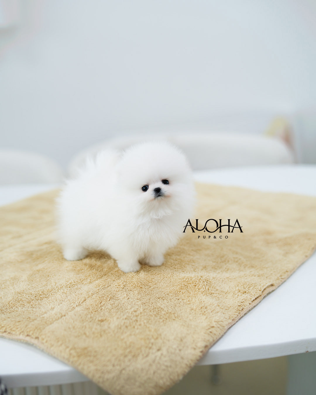 Dora [TEACUP POMERANIAN]