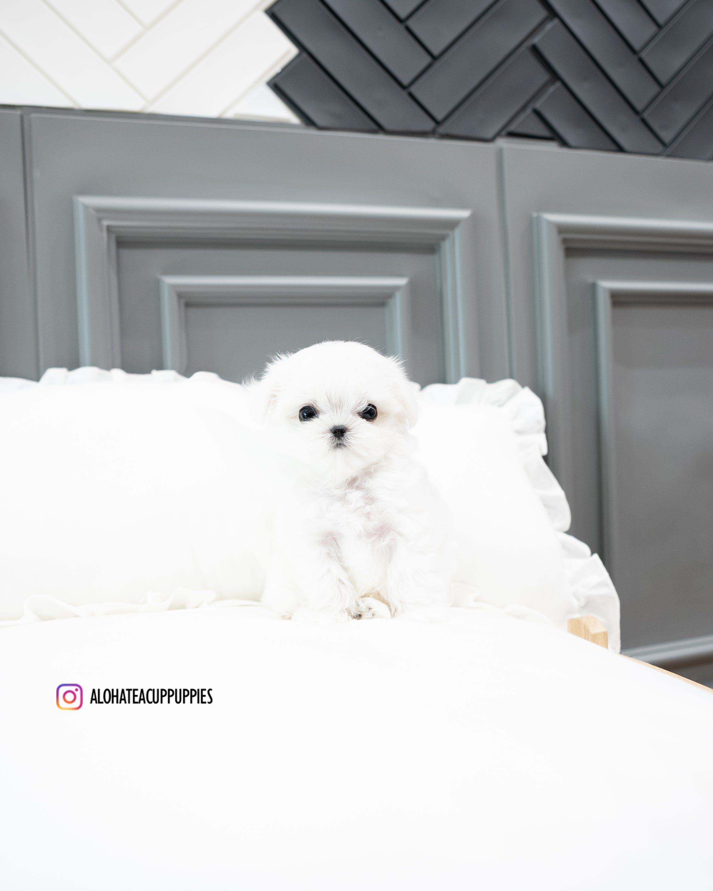 Snow [TEACUP MALTESE]