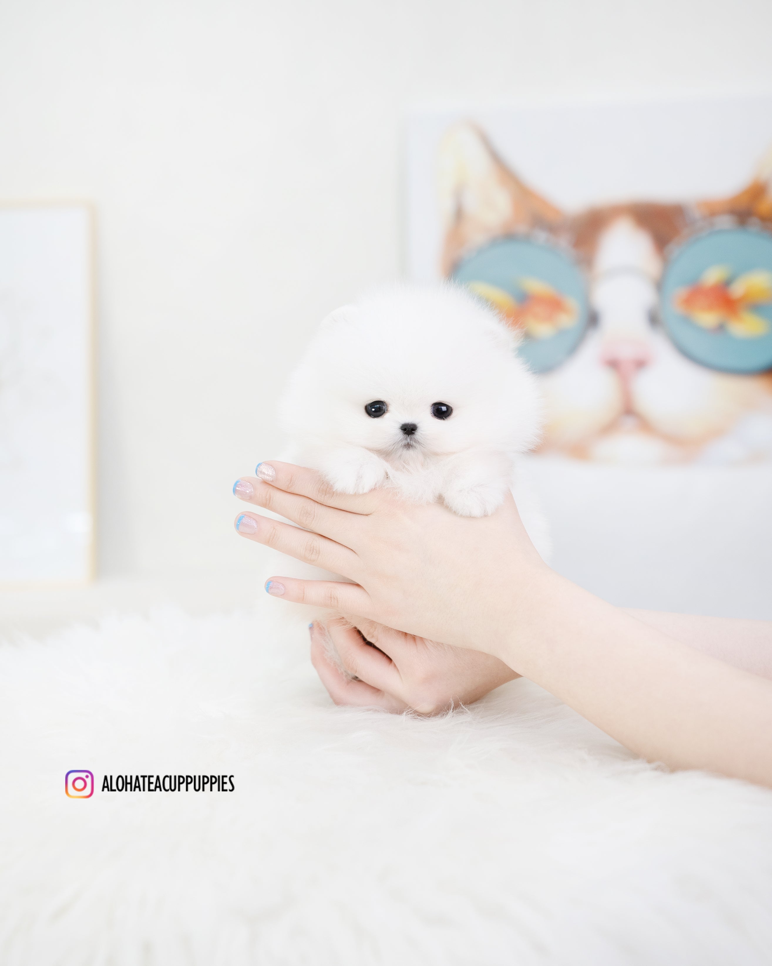 Roi [TEACUP POMERANIAN]