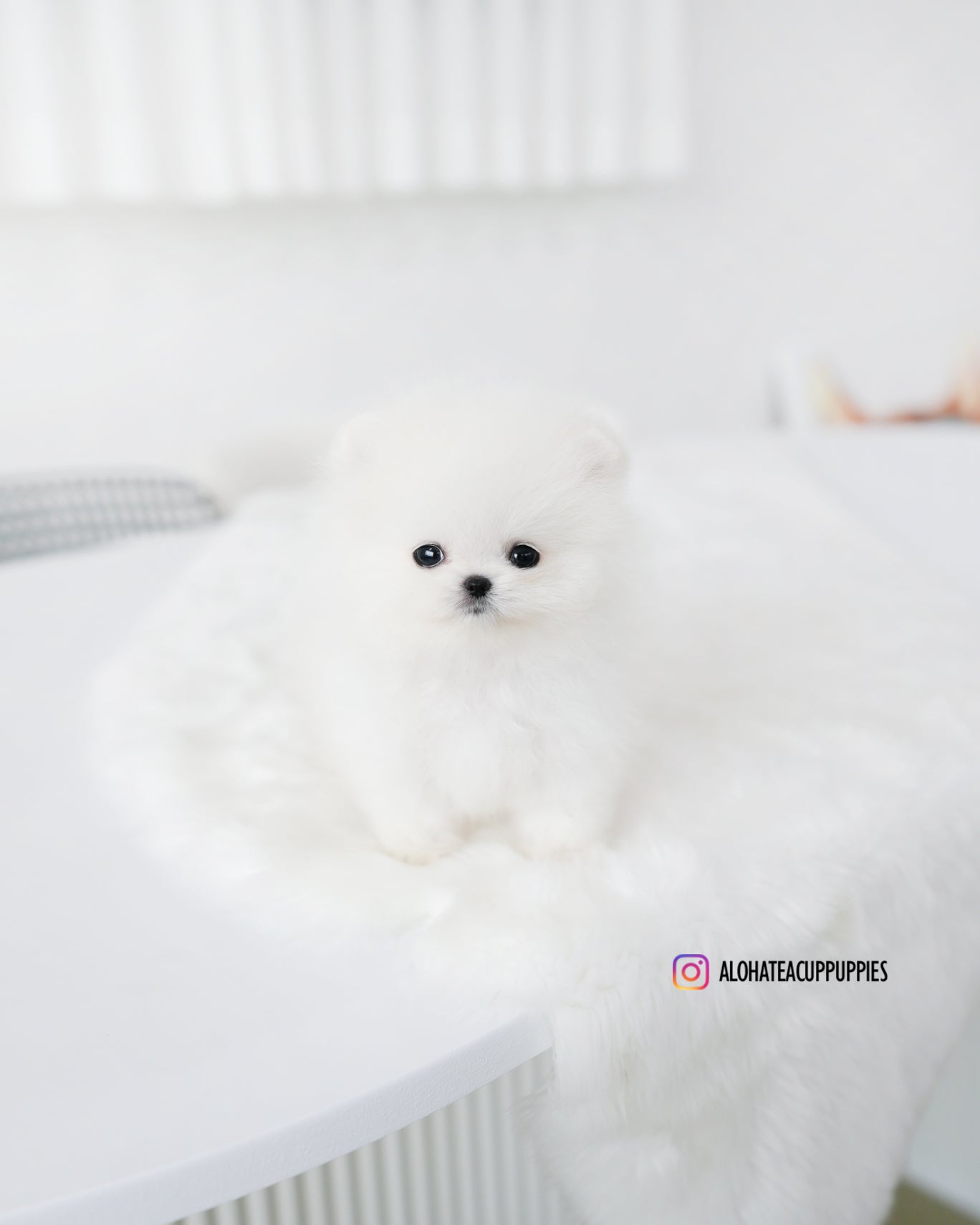 汤姆 [茶杯博美犬]
