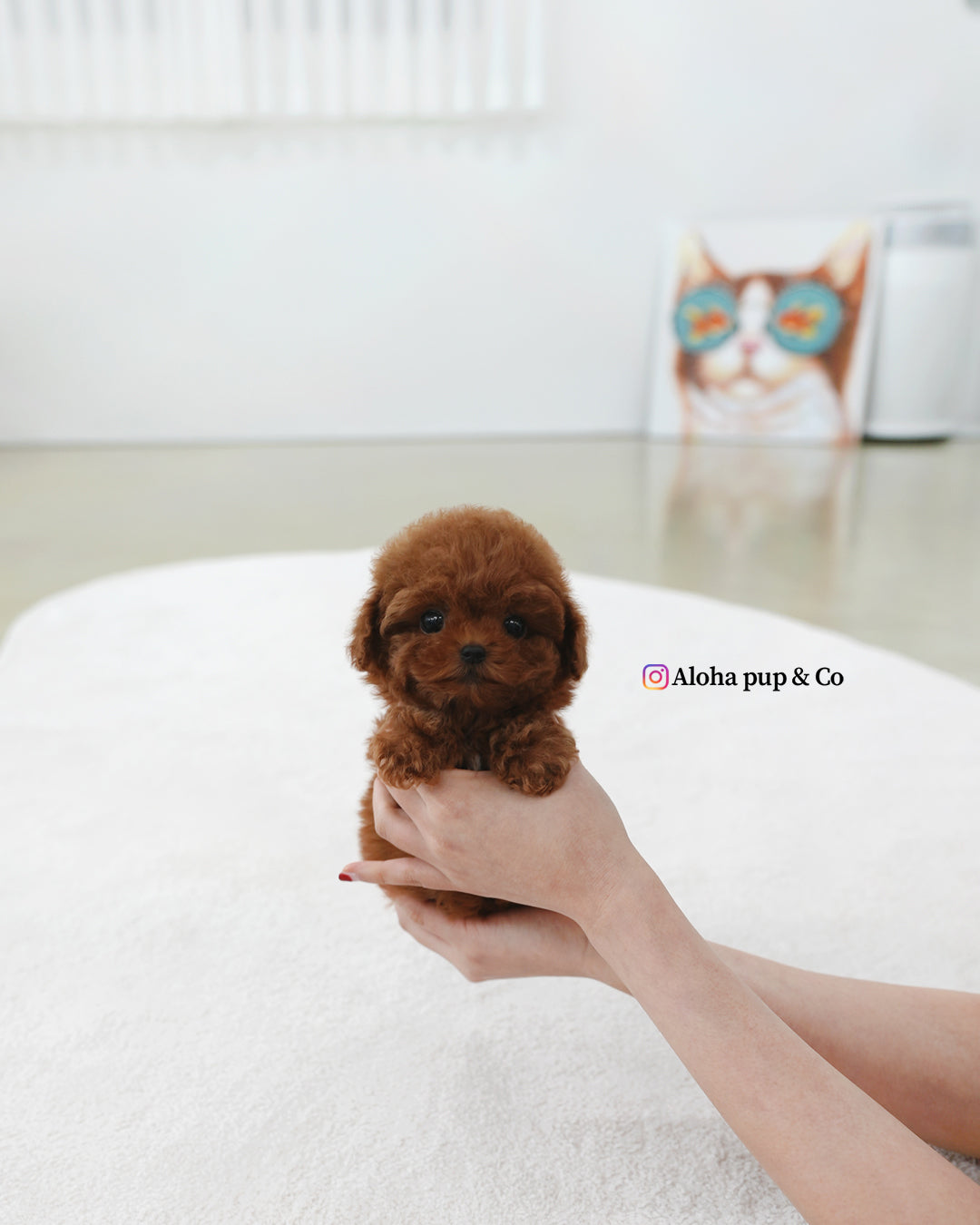 Hani [TEACUP POODLE]