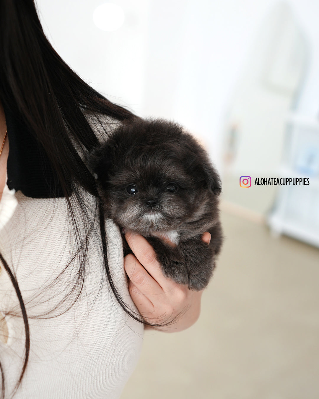 Kiki [TEACUP Maltipom]