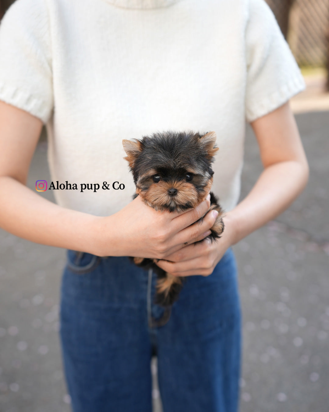 Sia [Teacup Yorkie]