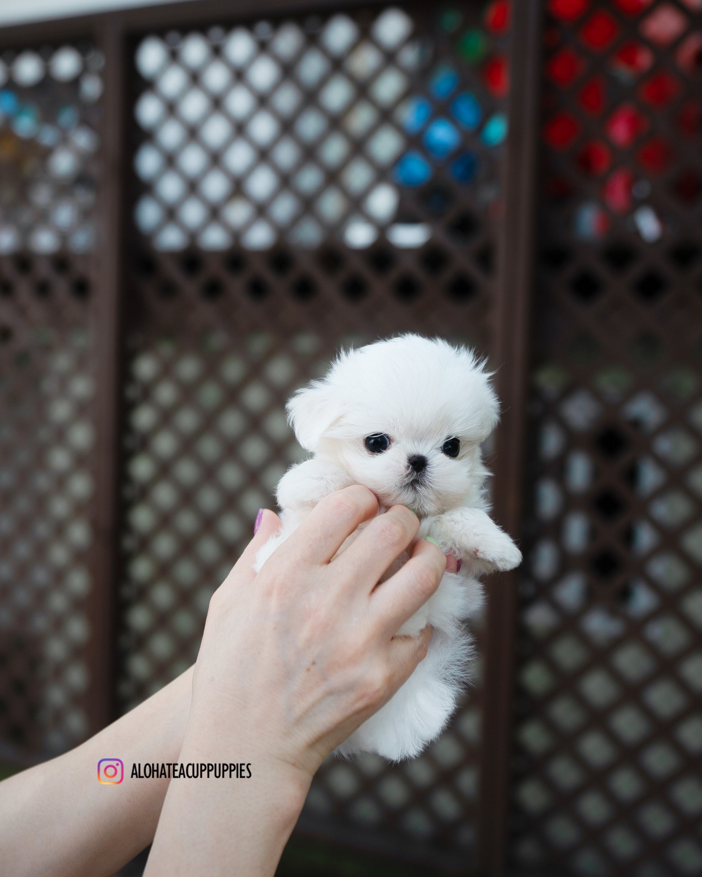 Hanna [TEACUP MALTESE]