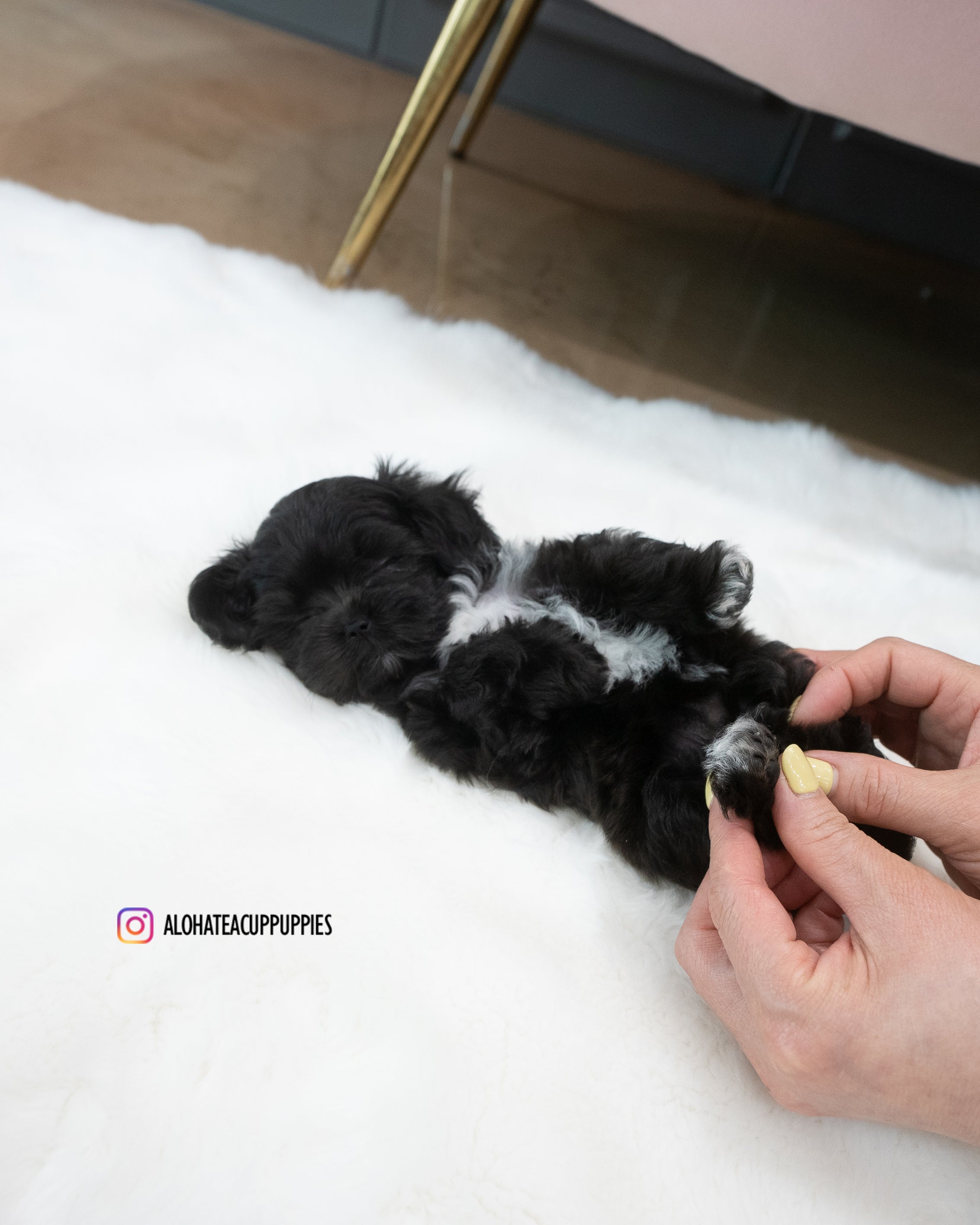 Buddy [TEACUP MALTIPOO]