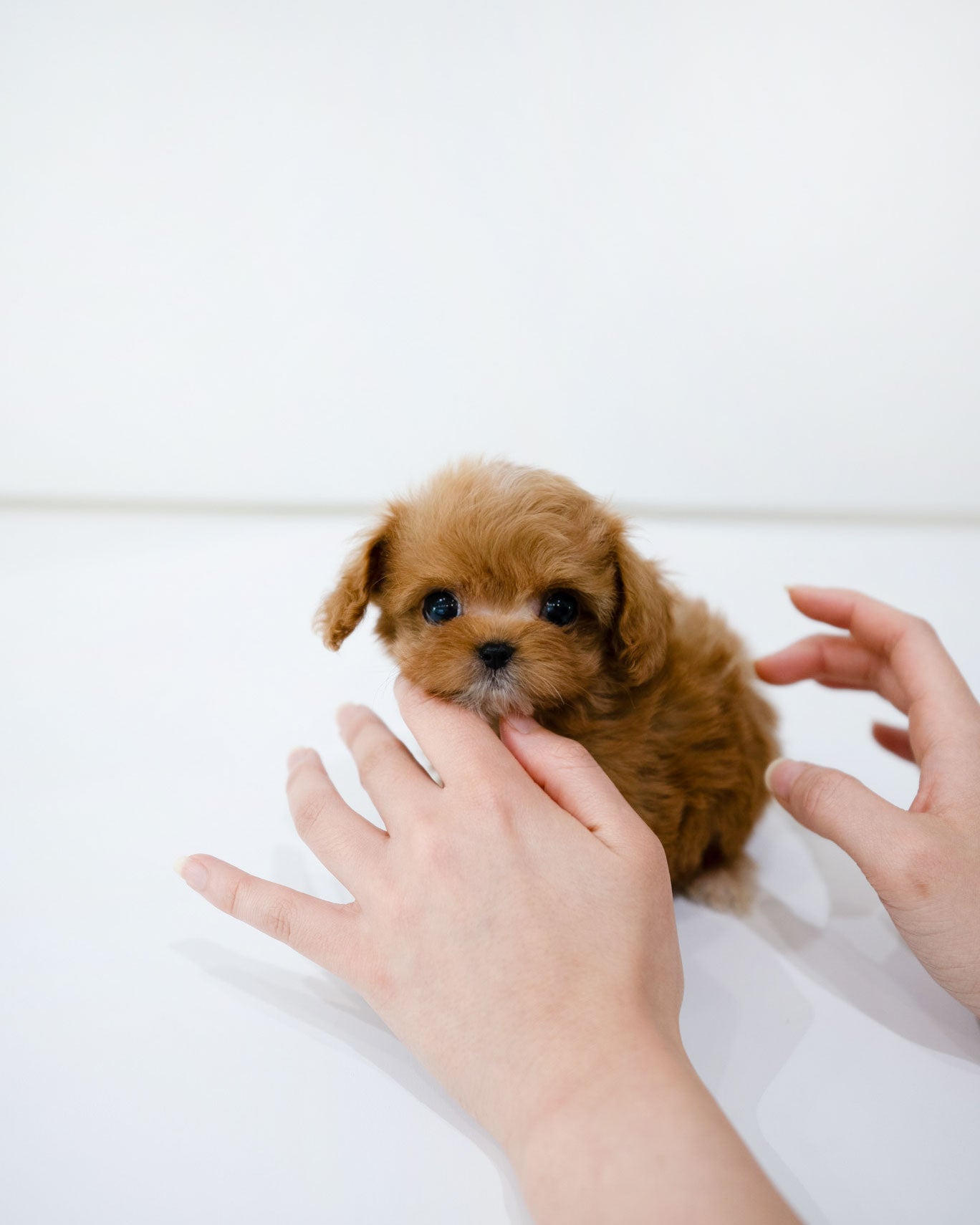 Cole [TEACUP MALTIPOO]