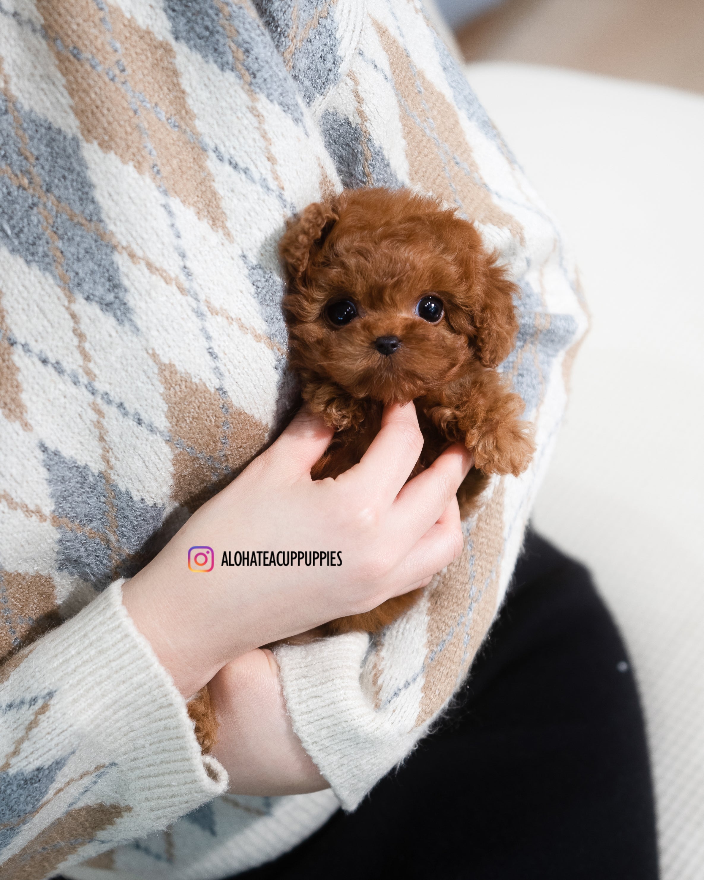 Dion [TEACUP POODLE]