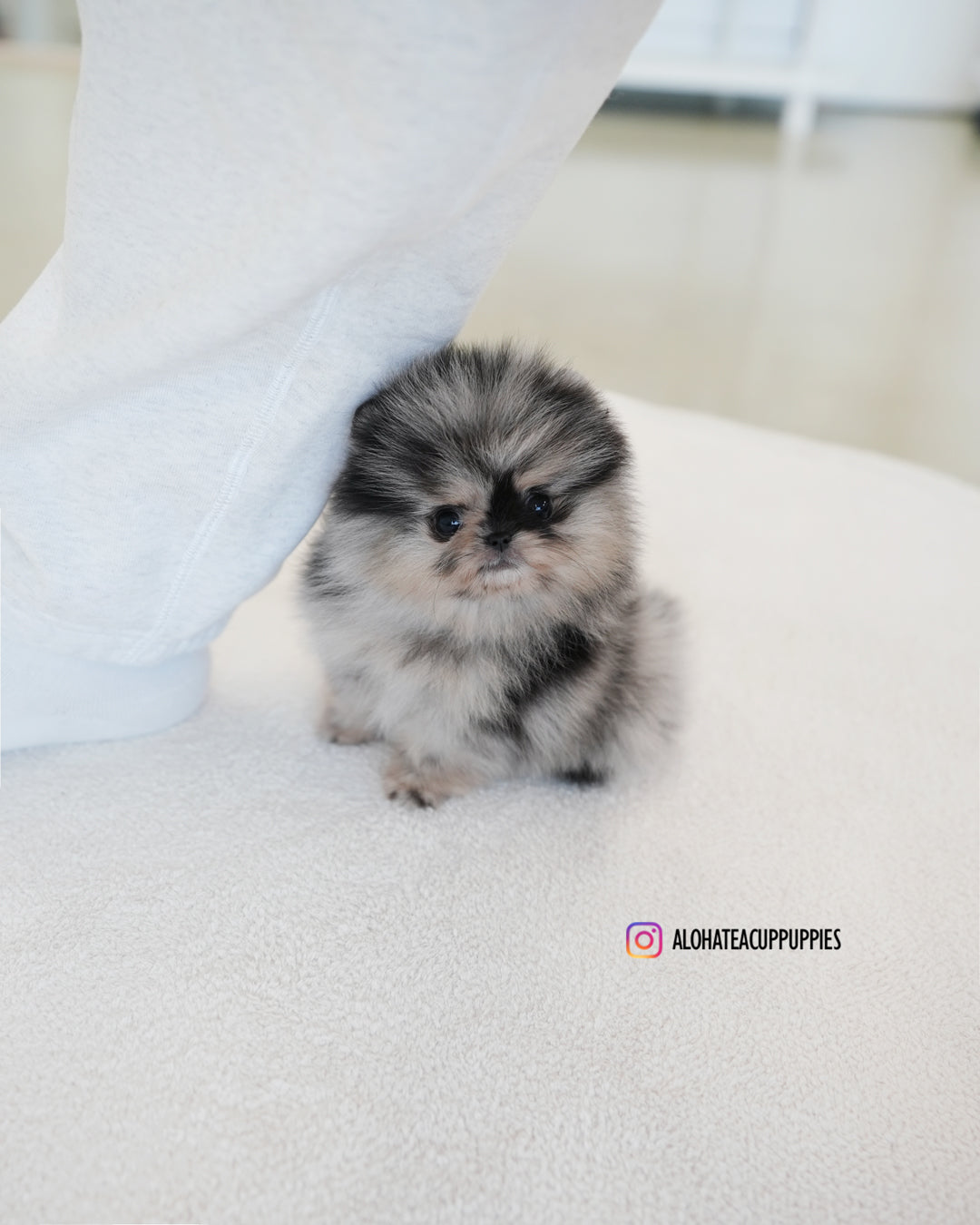 Benz [POMERANIA TAZA DE TÉ]